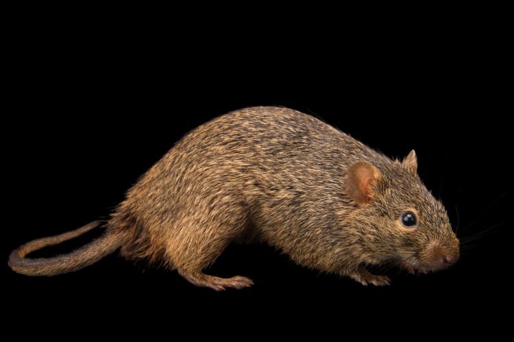 Photo Ark Home African Grass Rat National Geographic Society