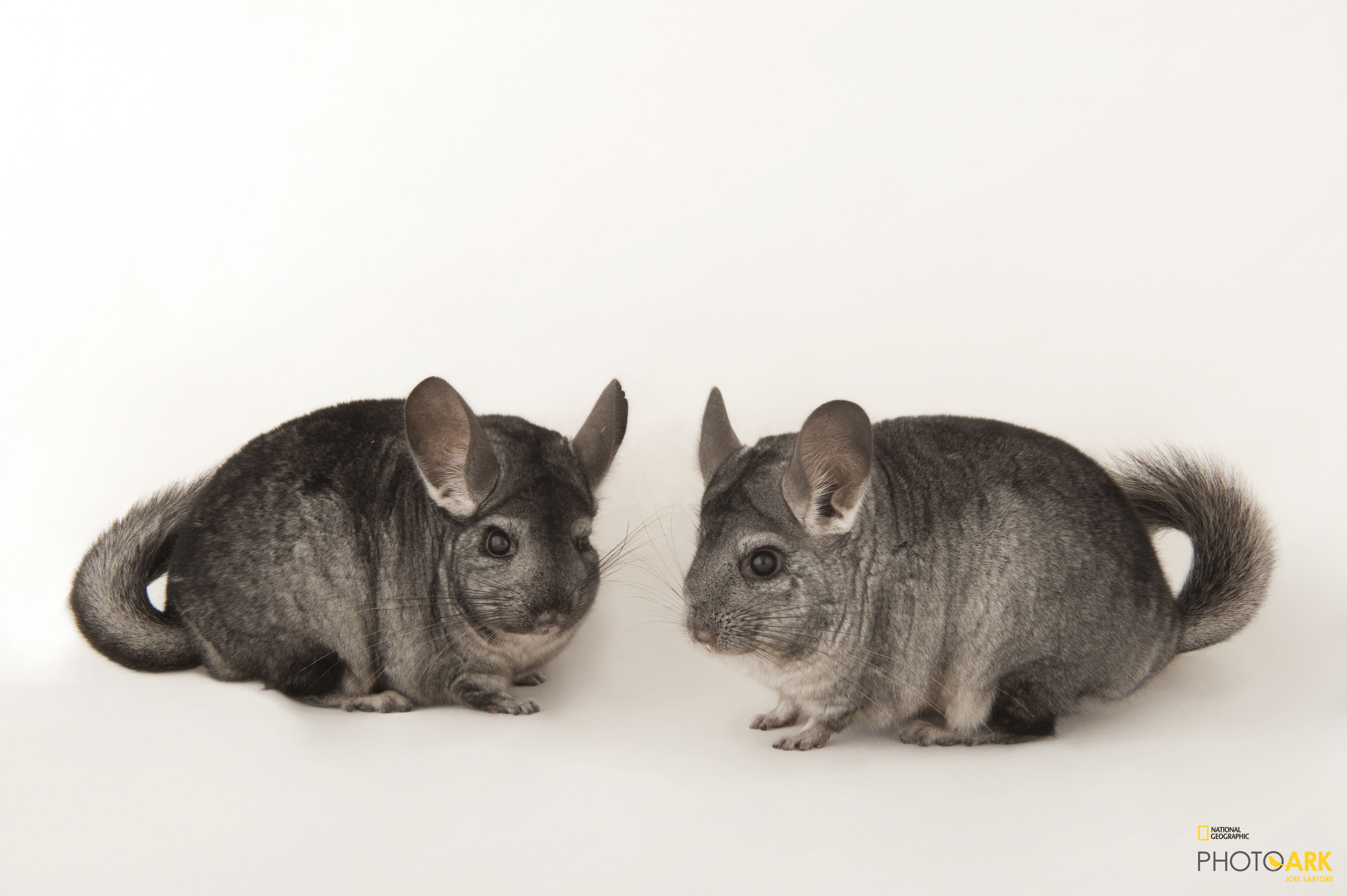 Photo Ark Home Chinchilla (Chinchilla Lanigera) National Geographic