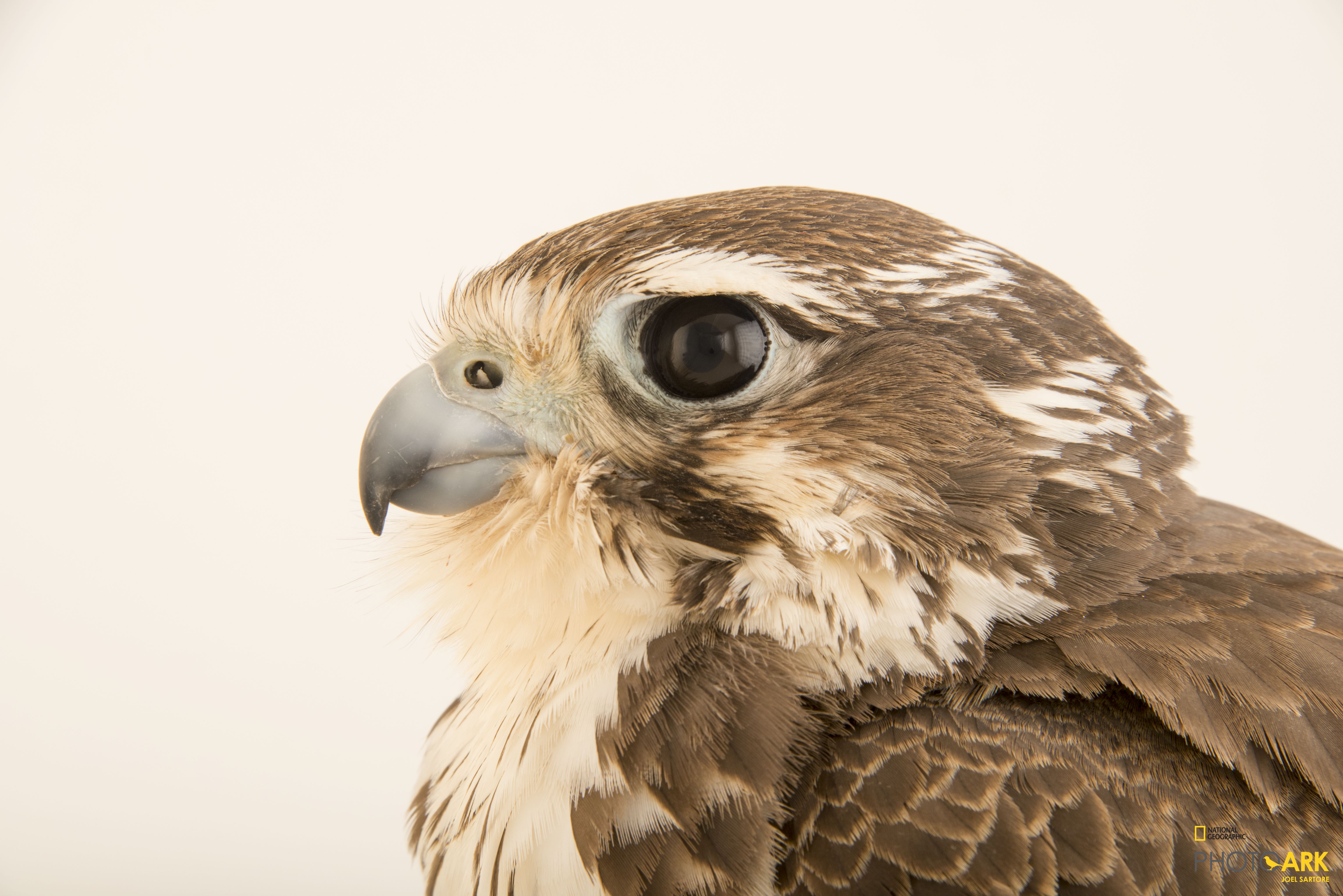 Photo Ark Home Prairie Falcon National Geographic Society