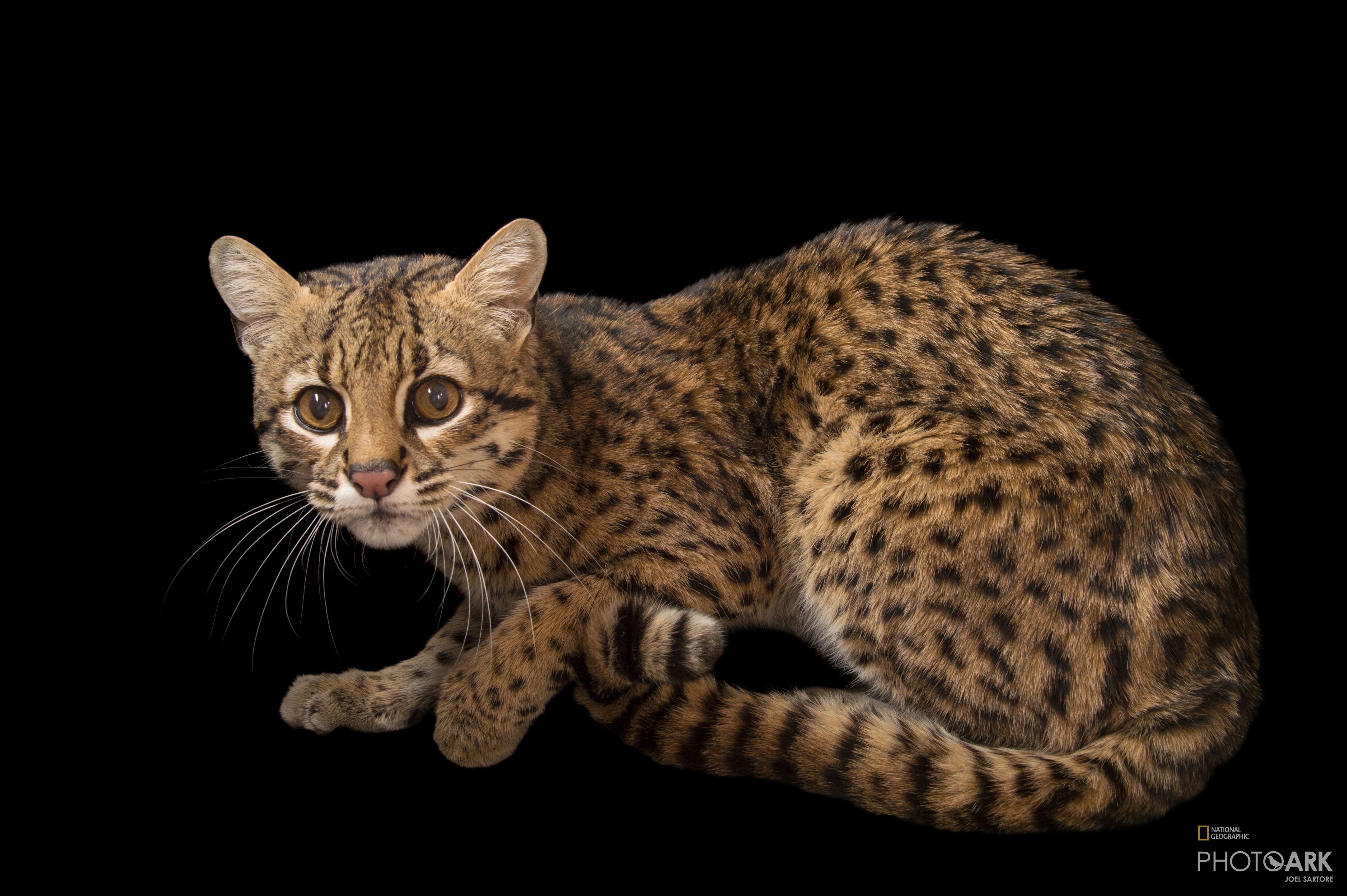 Photo Ark Home Geoffroy S Cat National Geographic Society