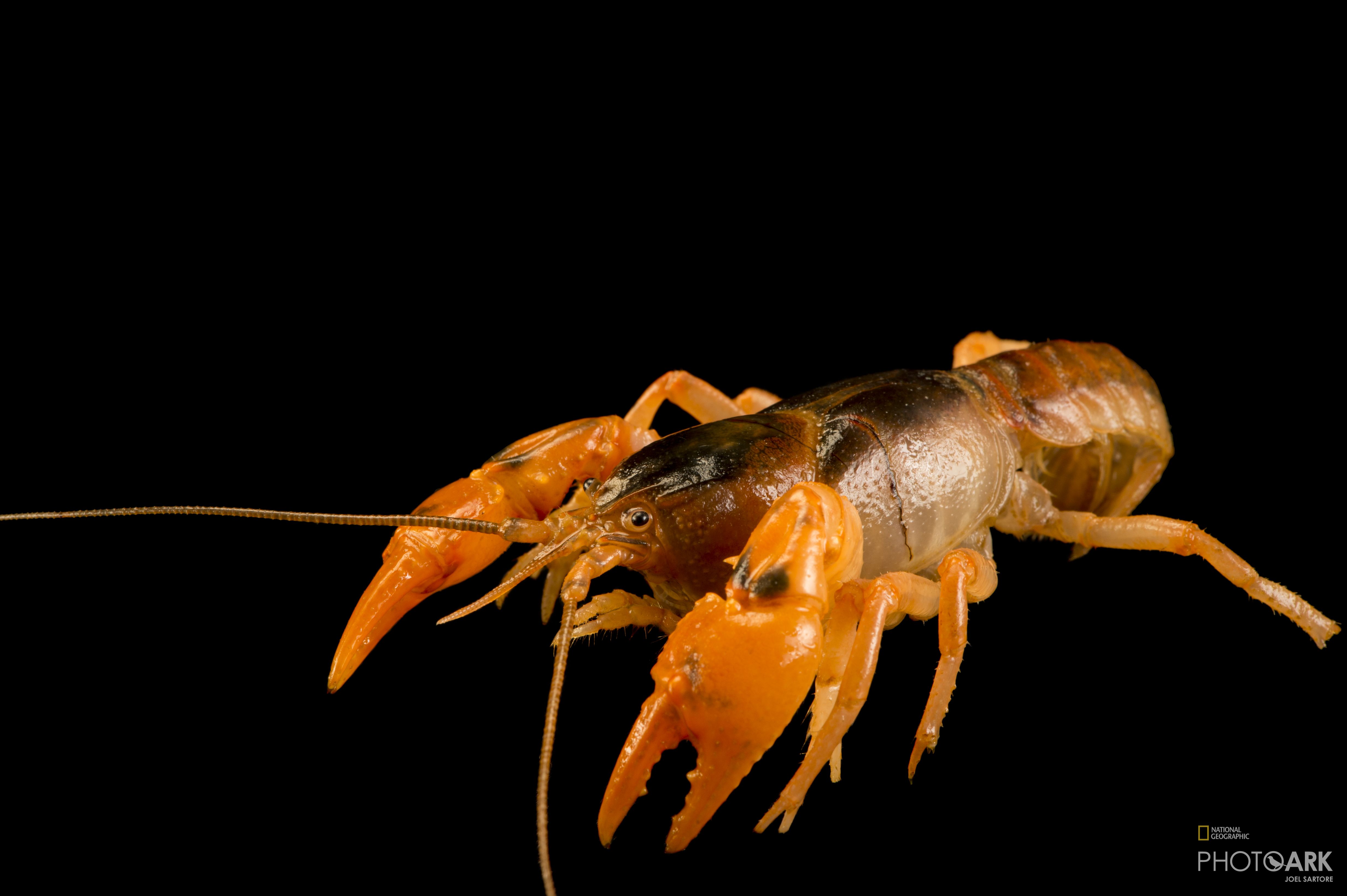 Photo Ark Home Upland Burrowing Crayfish National Geographic Society