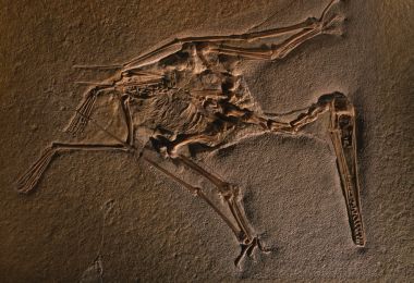 fossil | National Geographic Society