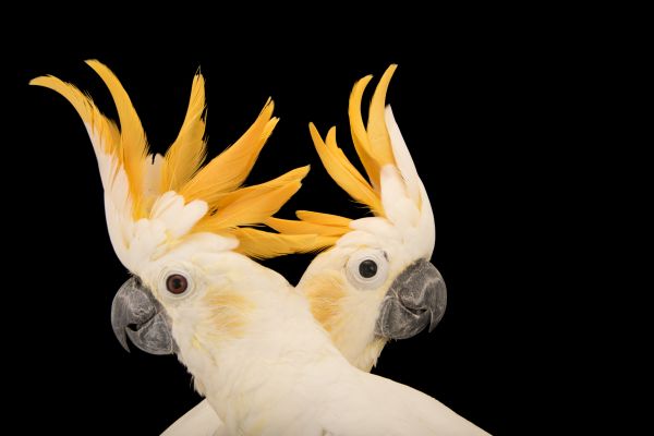 Photo Ark - National Geographic Society