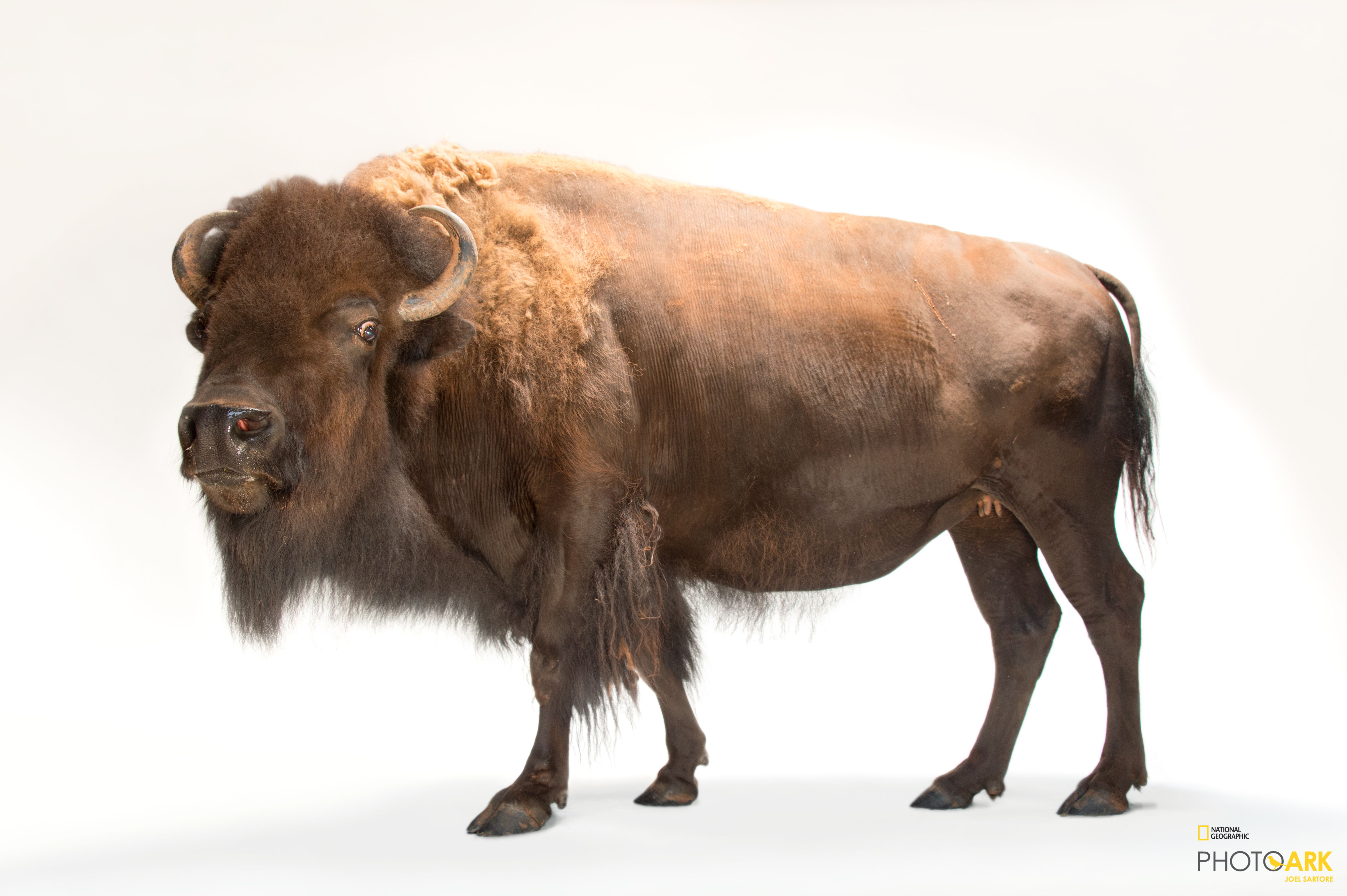Photo Ark Home American Bison National Geographic Society