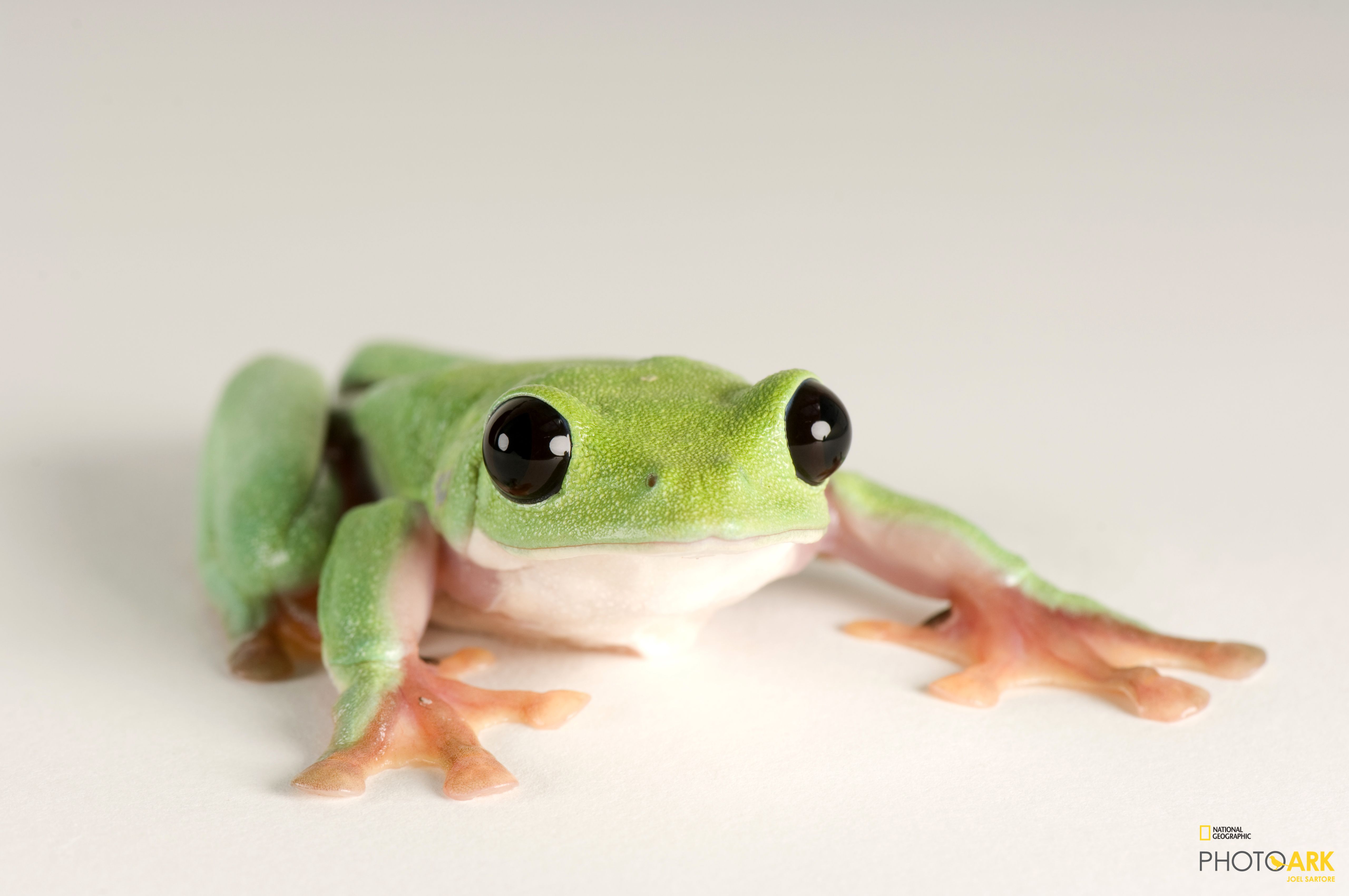 black eyed tree frog price