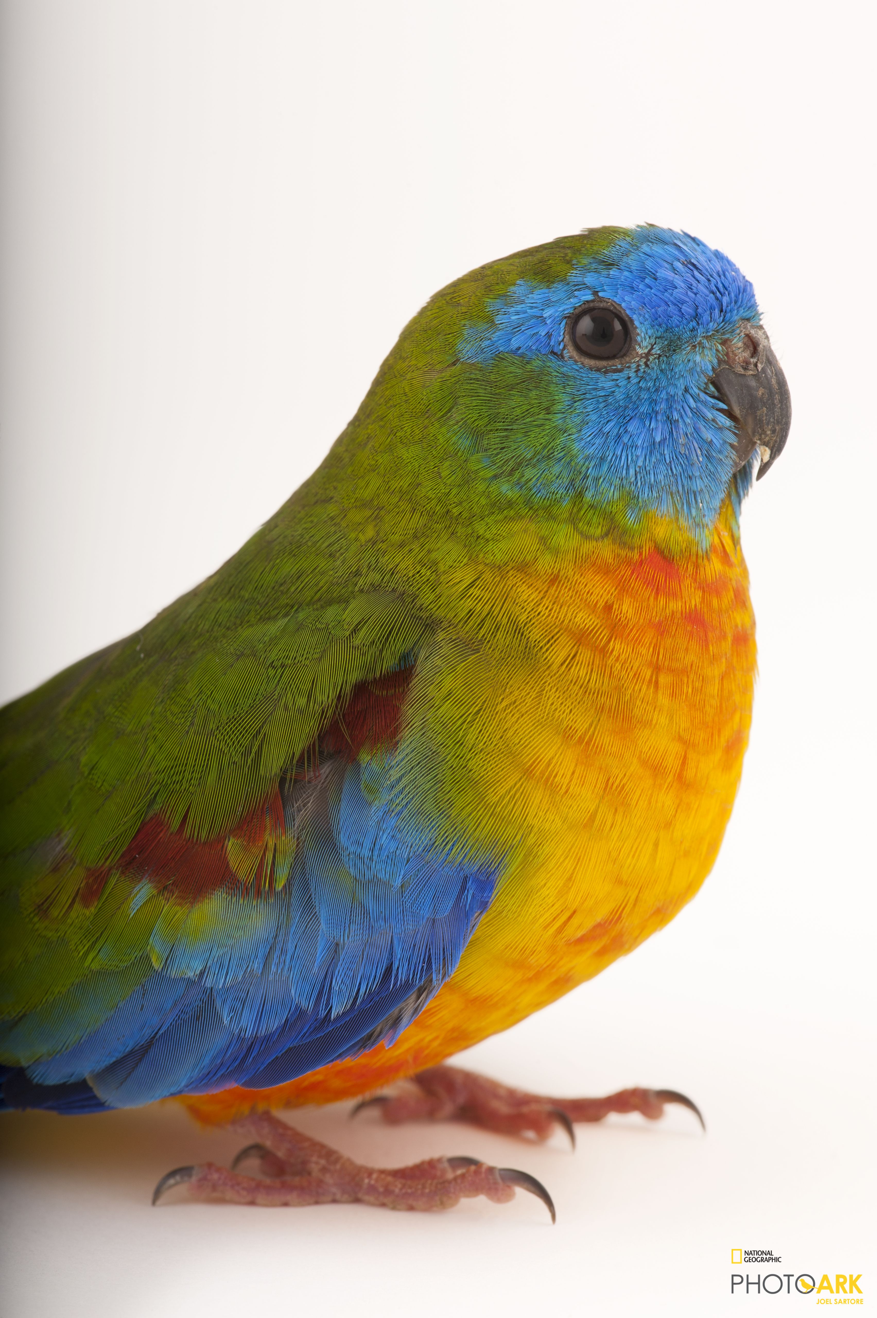 Photo Ark Home Male Turquoise Parrot | National Geographic Society