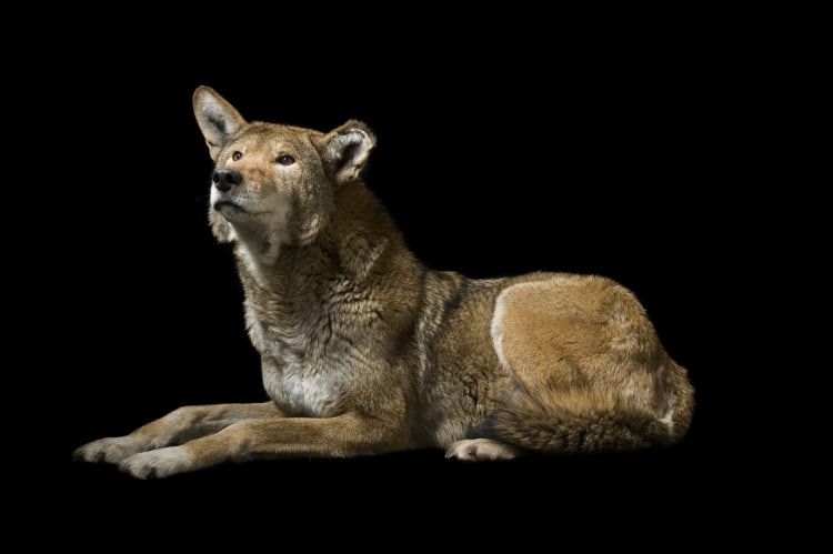 Photo Ark Home Critically Endangered Red Wolf | National Geographic Society