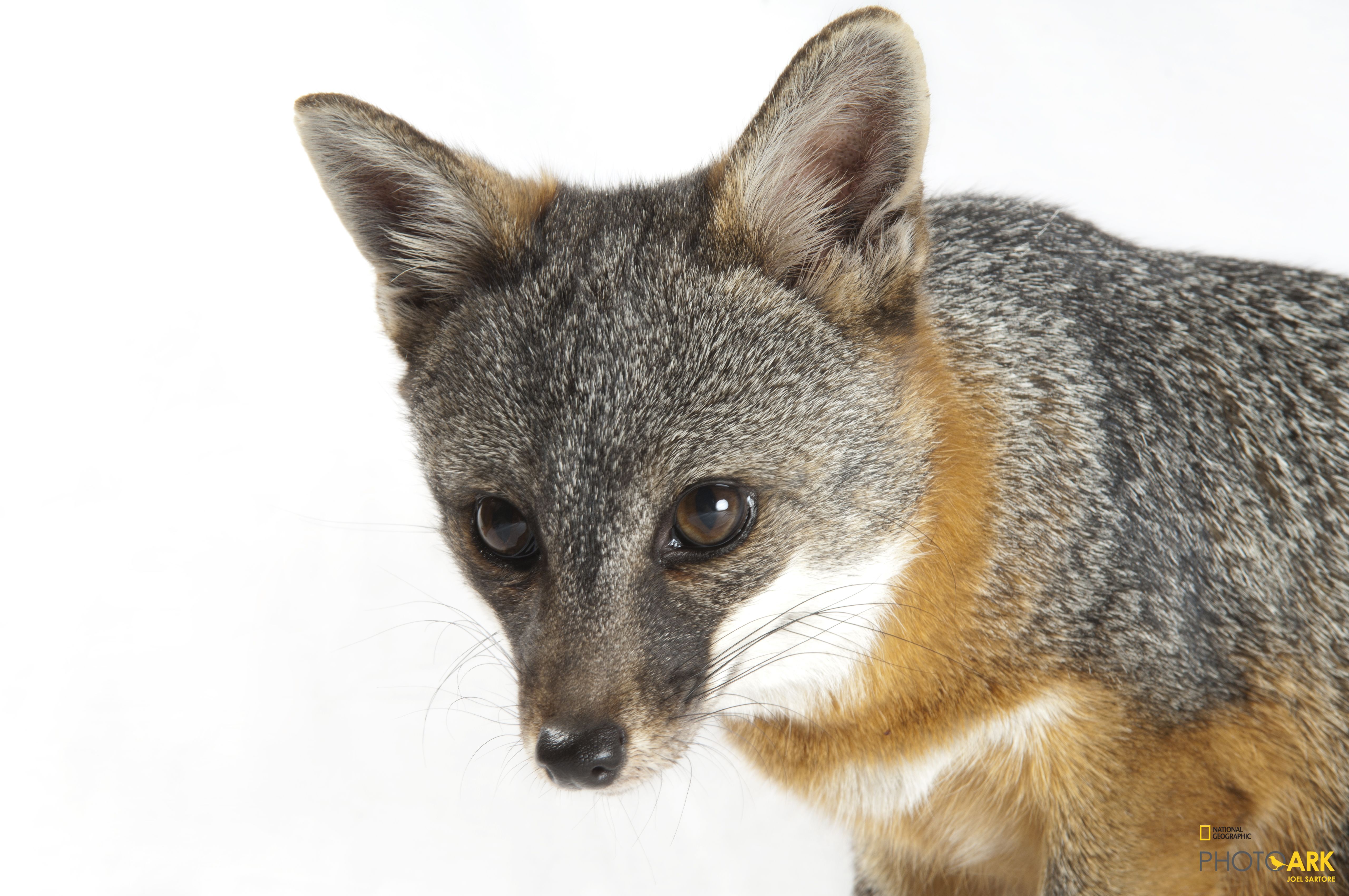 Photo Ark Home Rare Santa Catalina Island Fox National Geographic Society