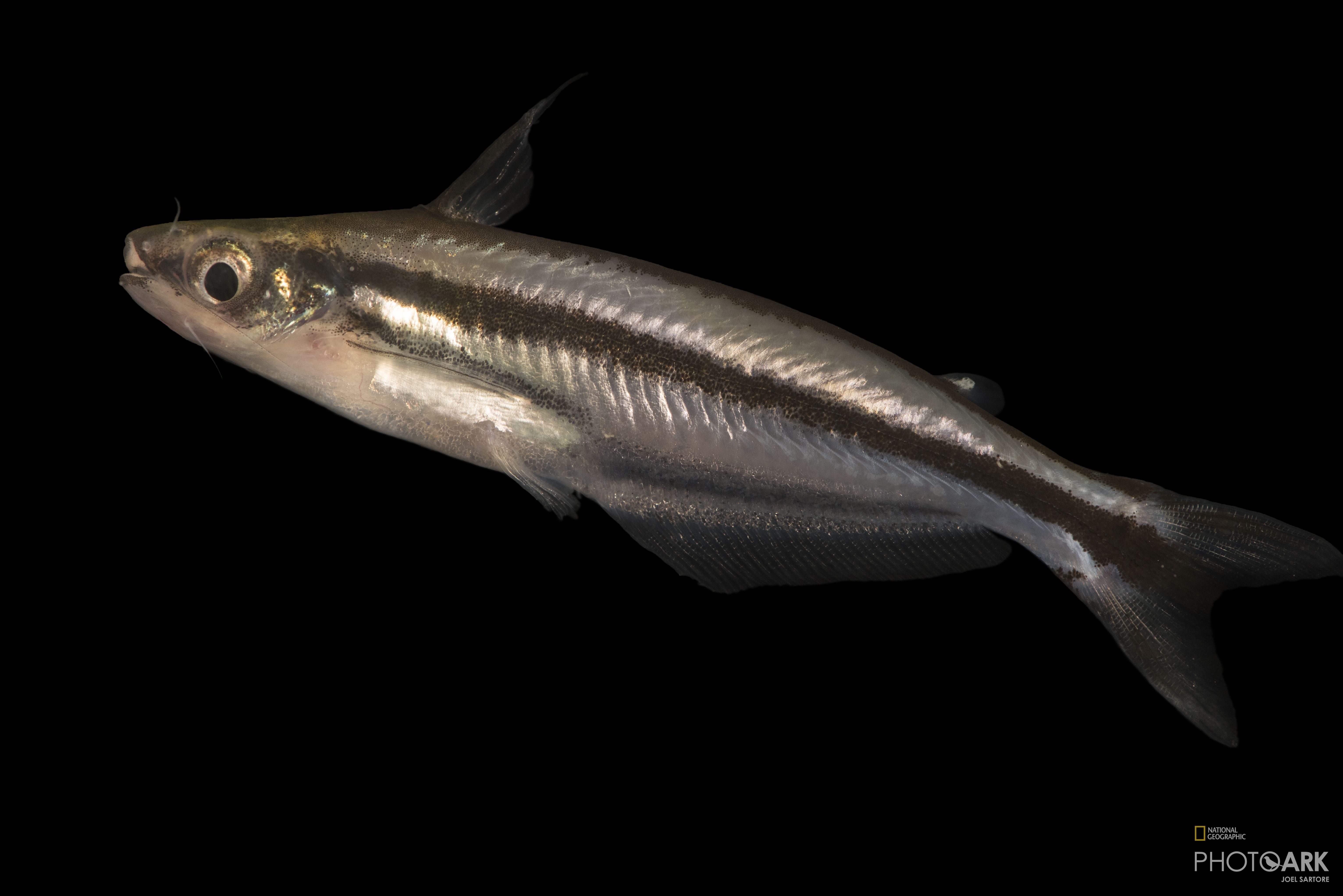 Photo Ark Home African Glass Catfish National Geographic Society