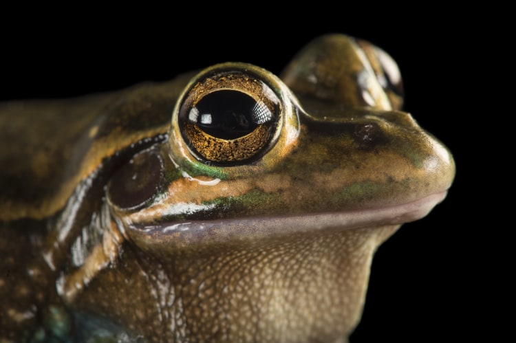 Photo Ark Home Vulnerable Green And Golden Bell Frog National
