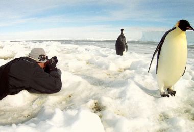 Emperor Penguins on Ice | National Geographic Society
