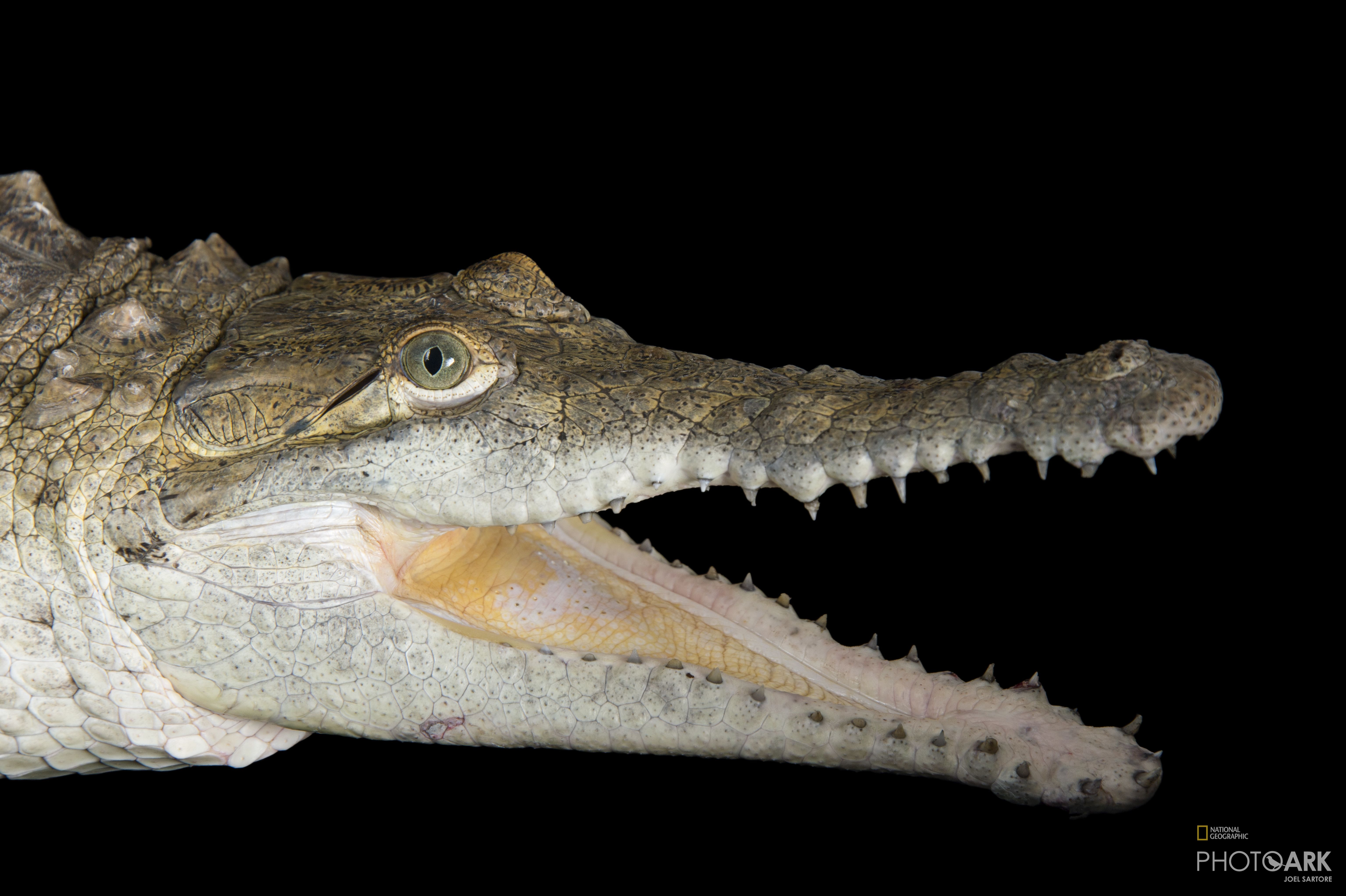 Photo Ark Home Two Year Old National Geographic Society