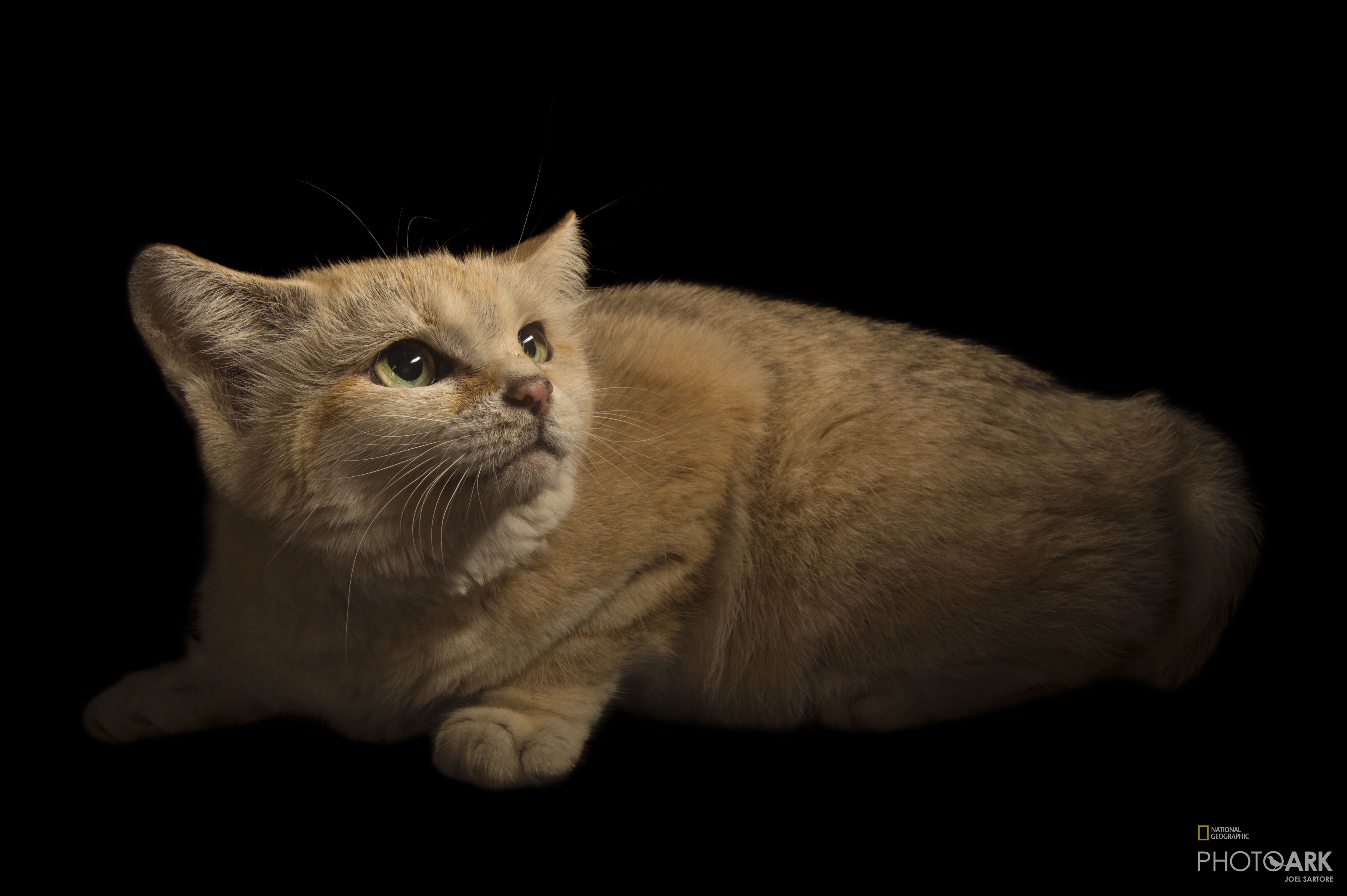 Photo Ark Home Male Sand Cat National Geographic Society