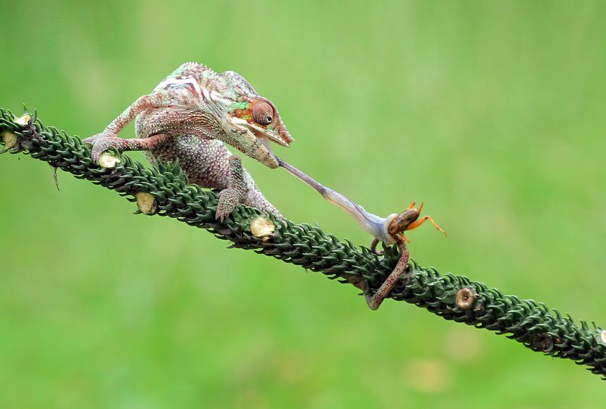 Heterotrophs National Geographic Society