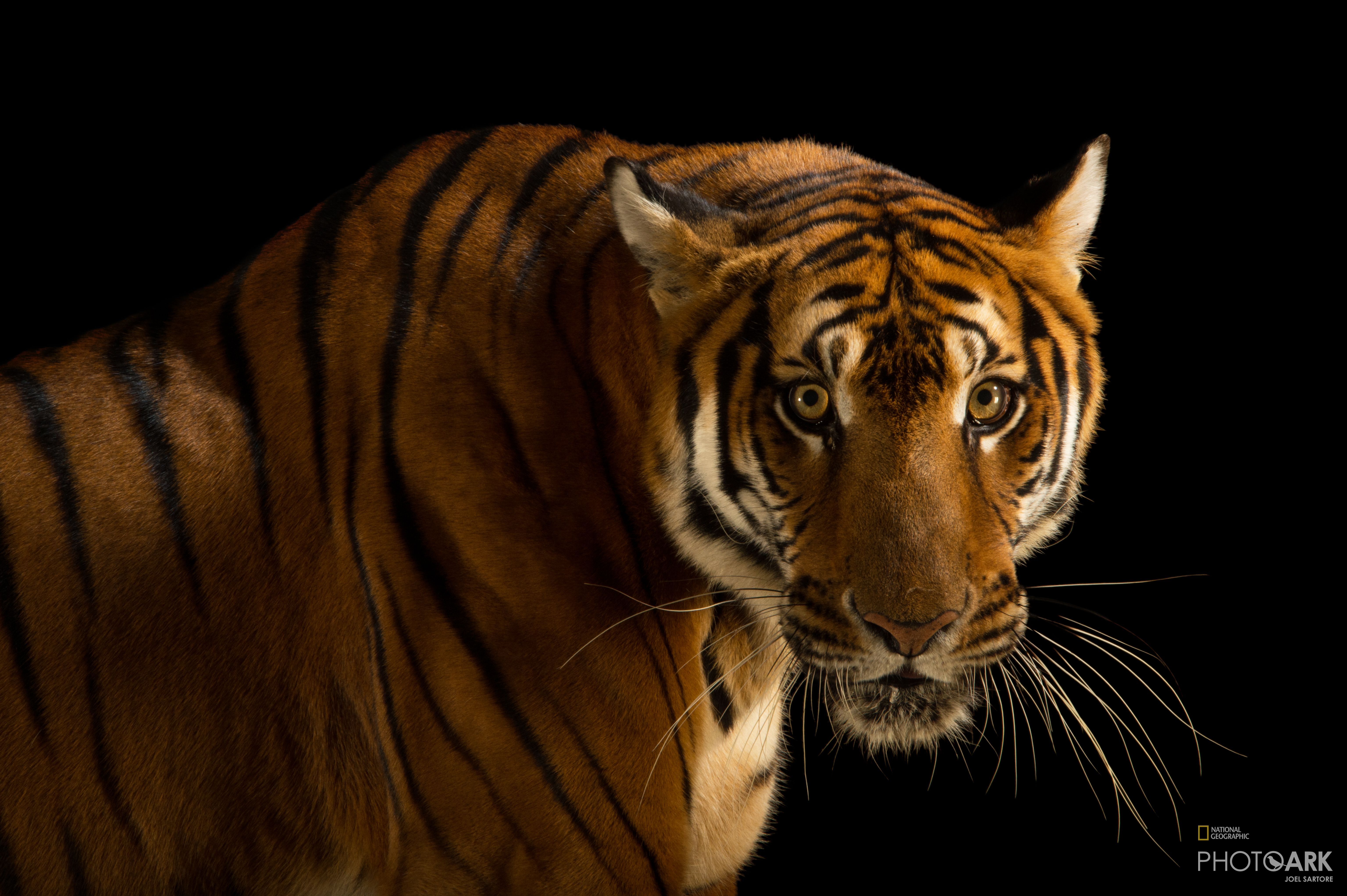 Photo Ark Home Female South China Tiger National Geographic Society Unter den chinesischen tierkreiszeichen nimmt der tiger die dritte stelle ein. national geographic society