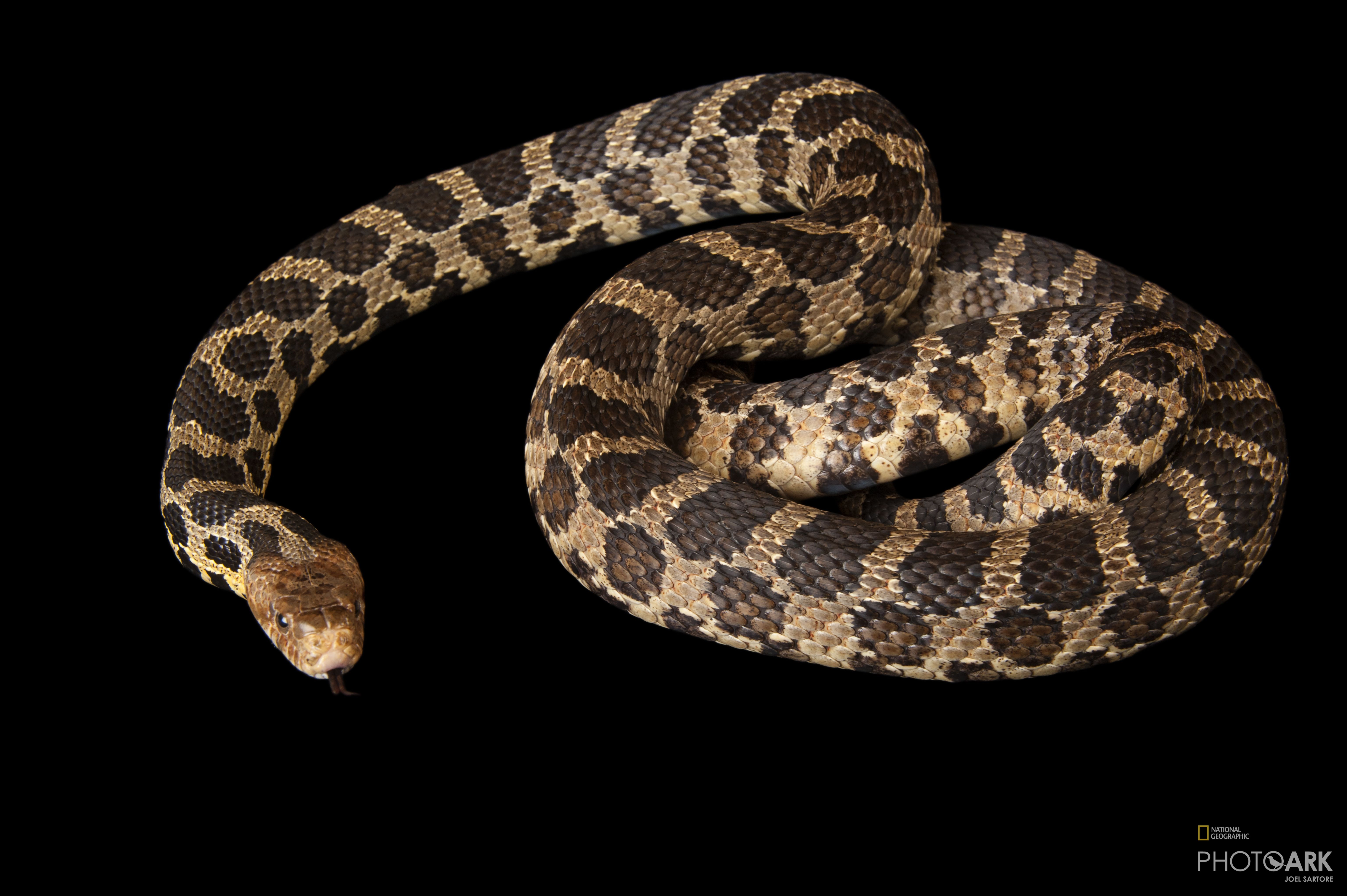 Photo Ark Home Western Fox Snake National Geographic Society