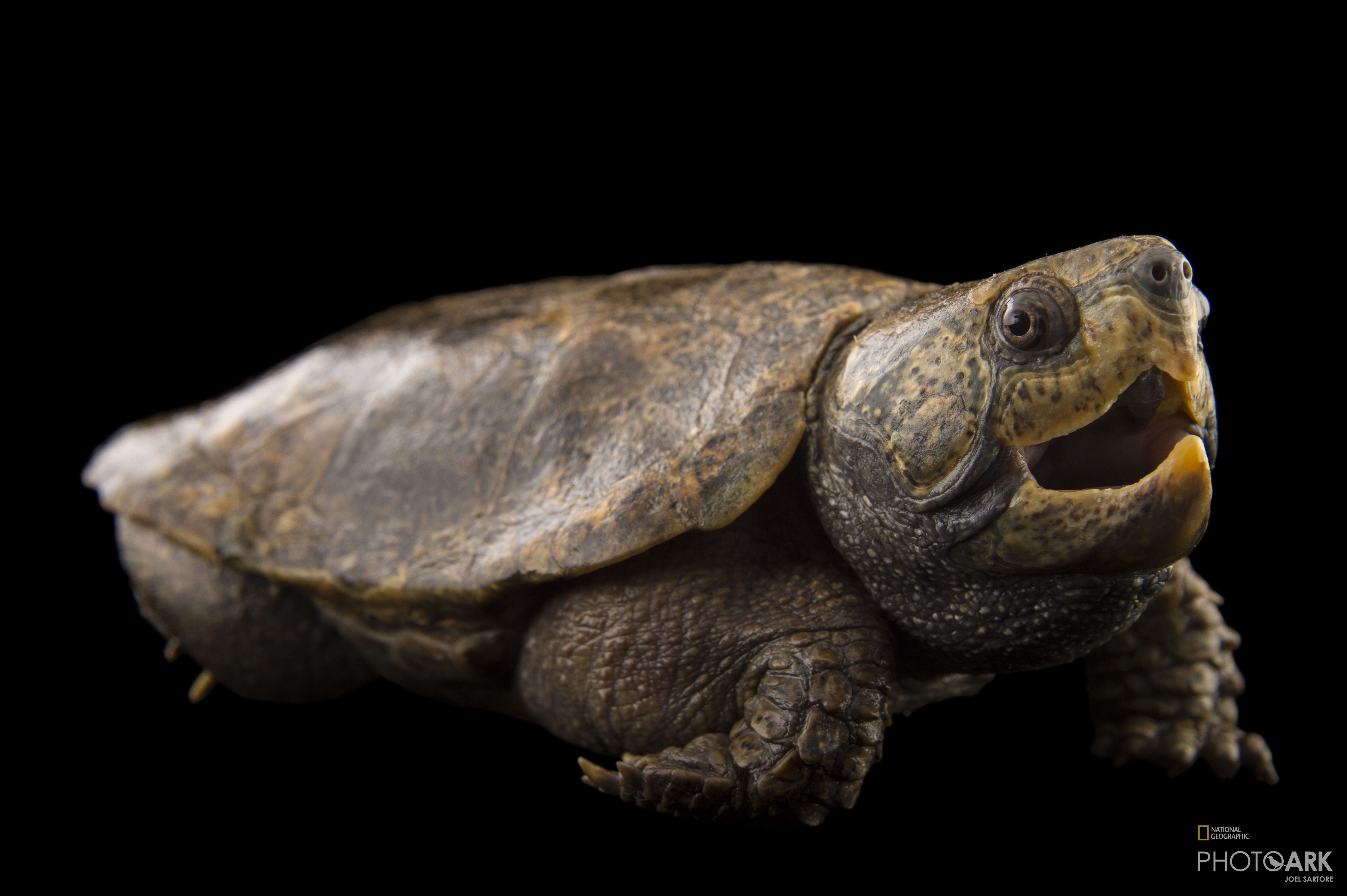 Photo Ark Home Endangered Big Headed Turtle National Geographic Society