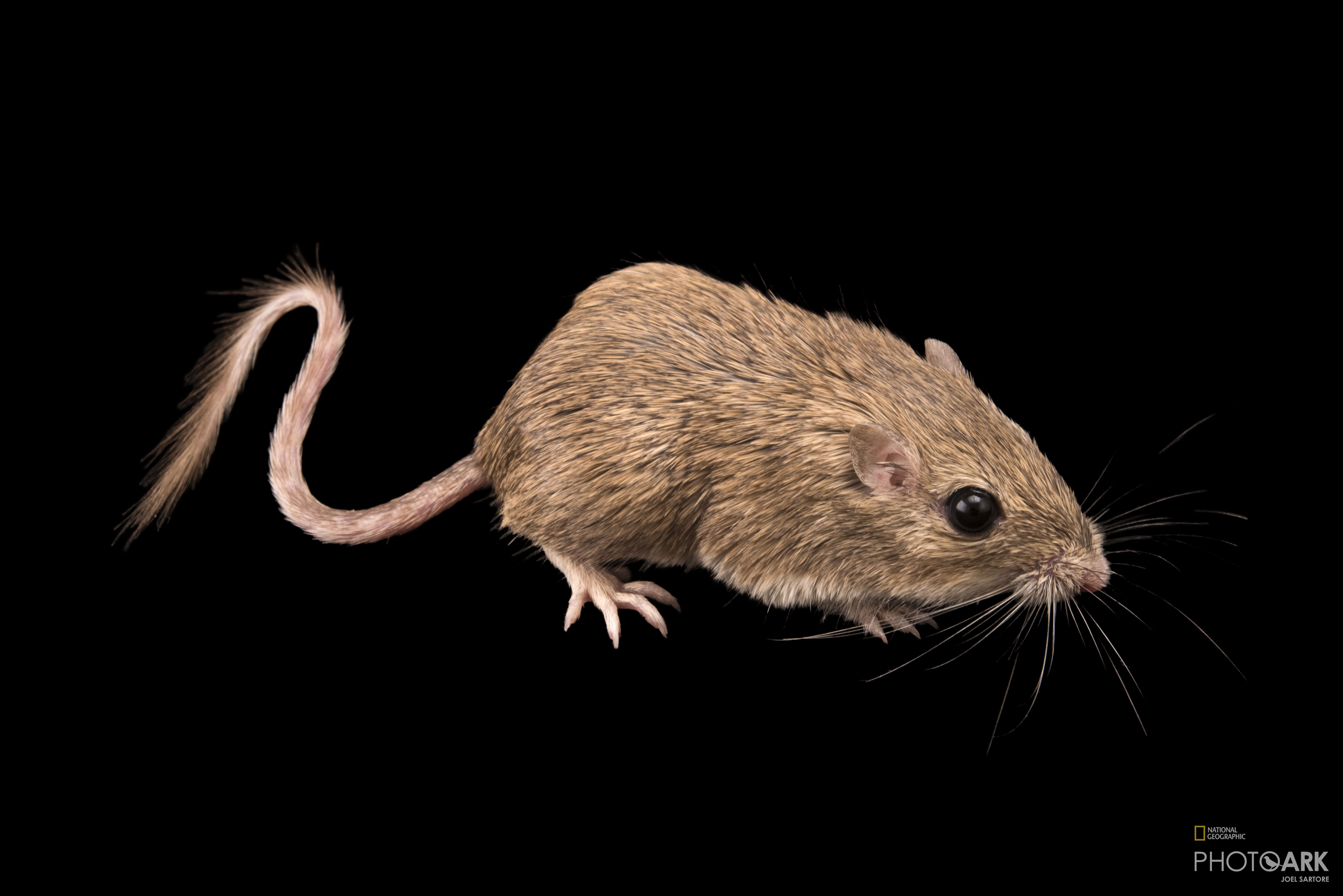 Photo Ark Home Desert Pocket Mouse | National Geographic Society