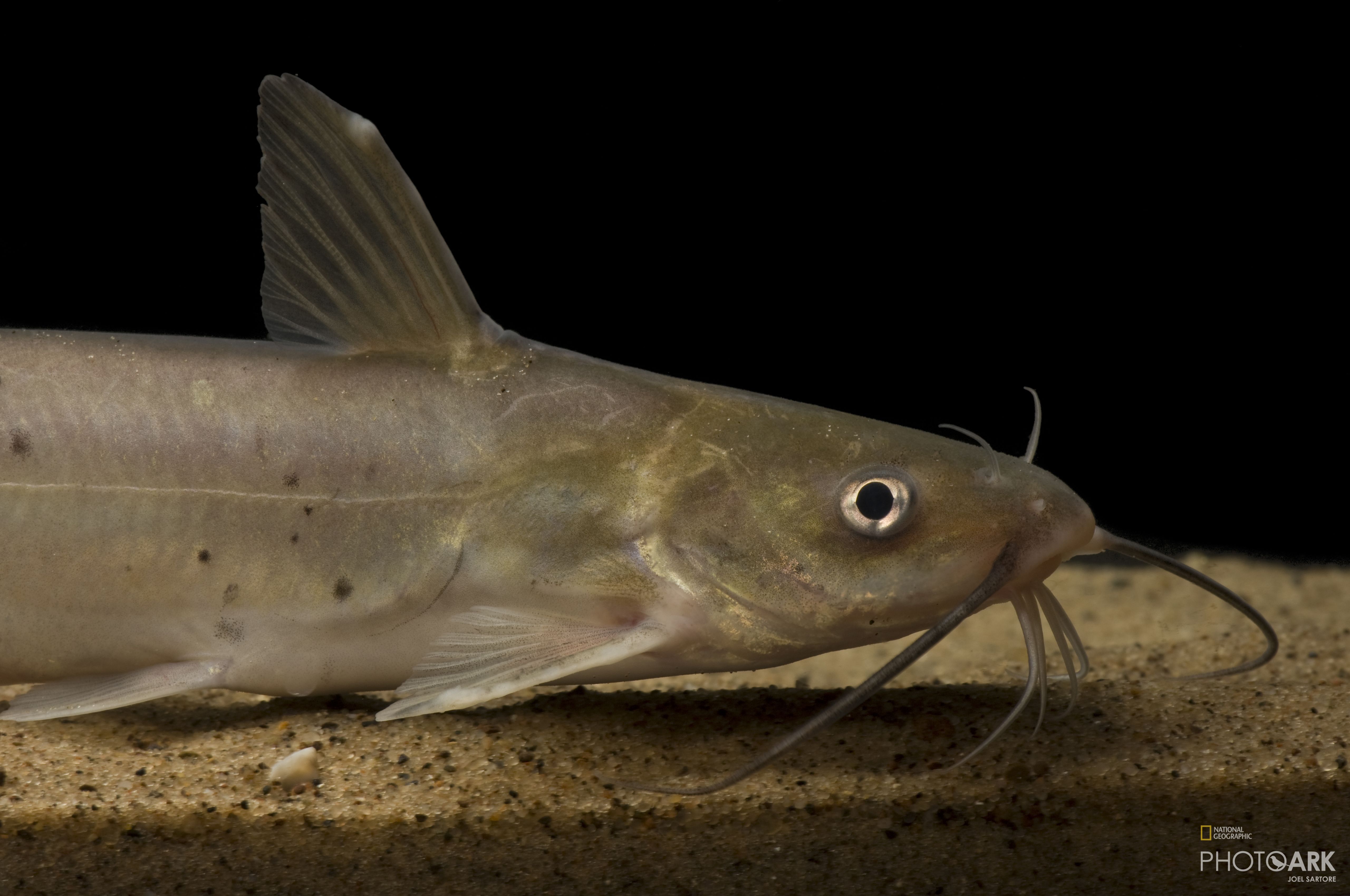Photo Ark Home Channel Catfish National Geographic Society