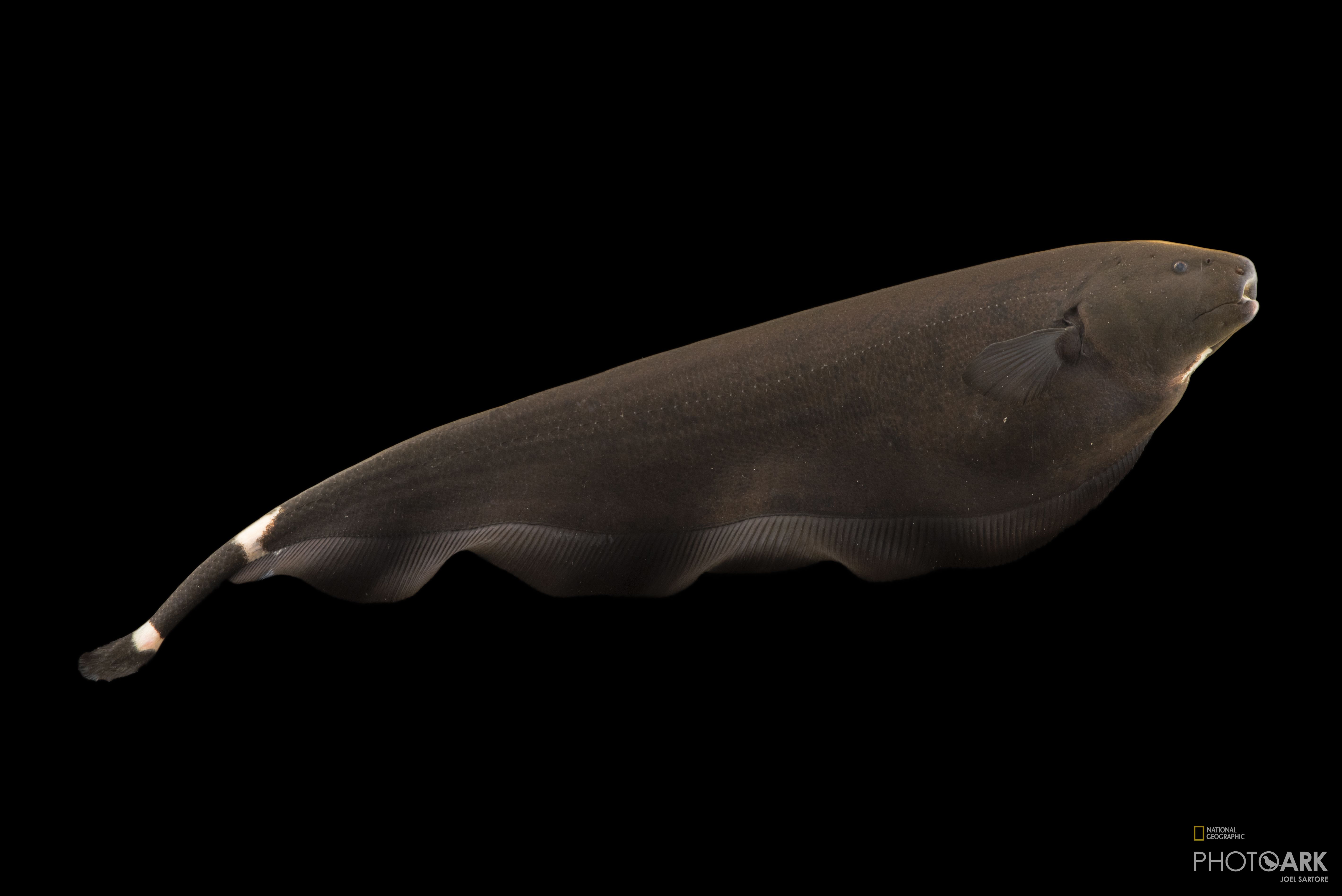 Photo Ark Home Black Ghost Knife Fish National Geographic Society