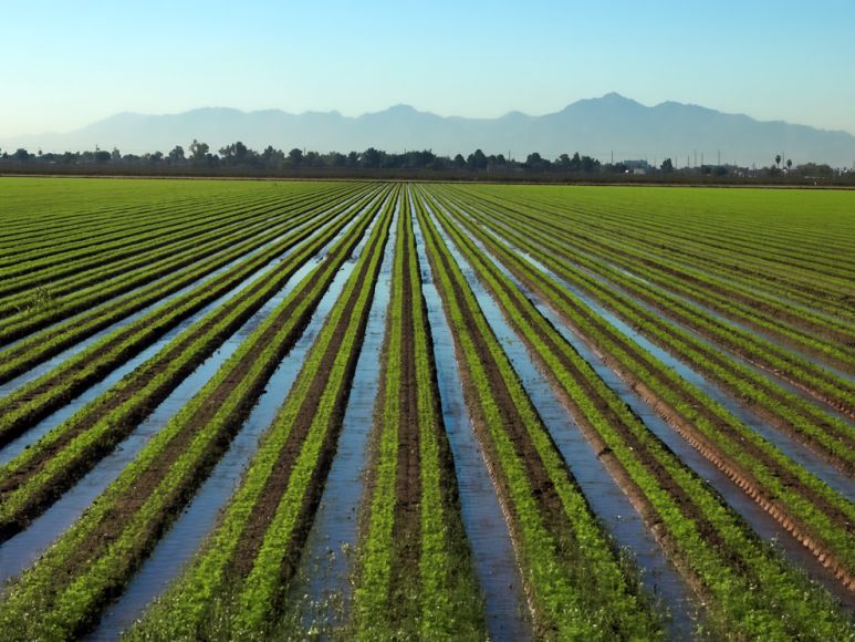 irrigation | National Geographic Society