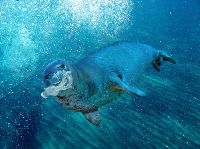 Monk Seal with Plastic