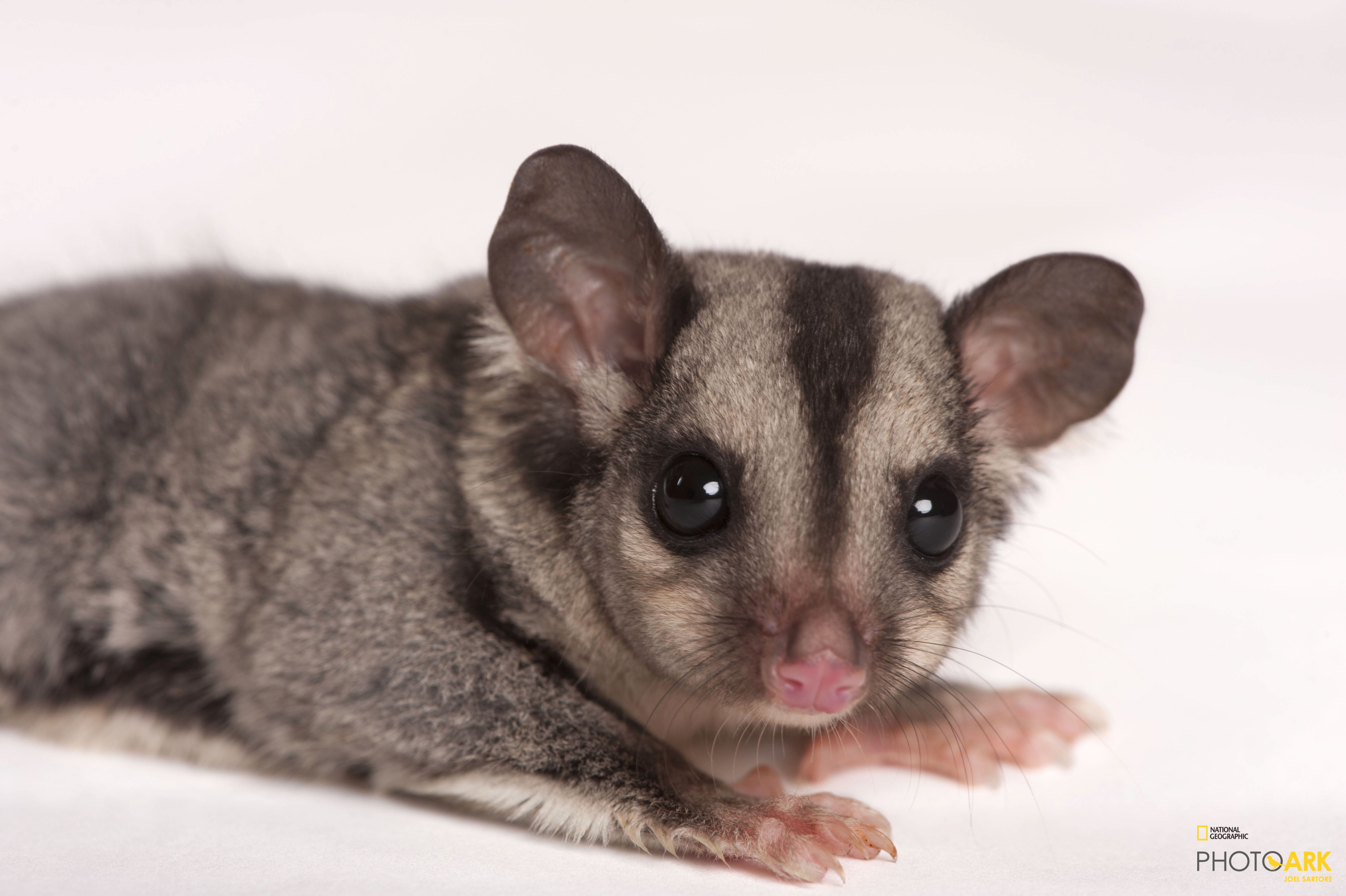 Photo Ark Home Sugar Glider National Geographic Society