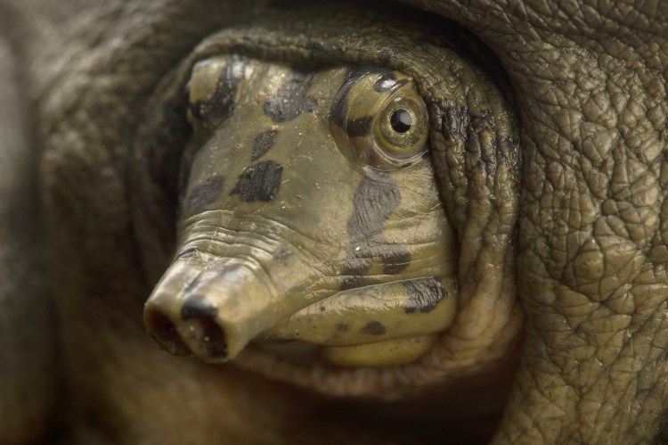 Photo Ark Home Ganges Softshell Turtle National Geographic Society 