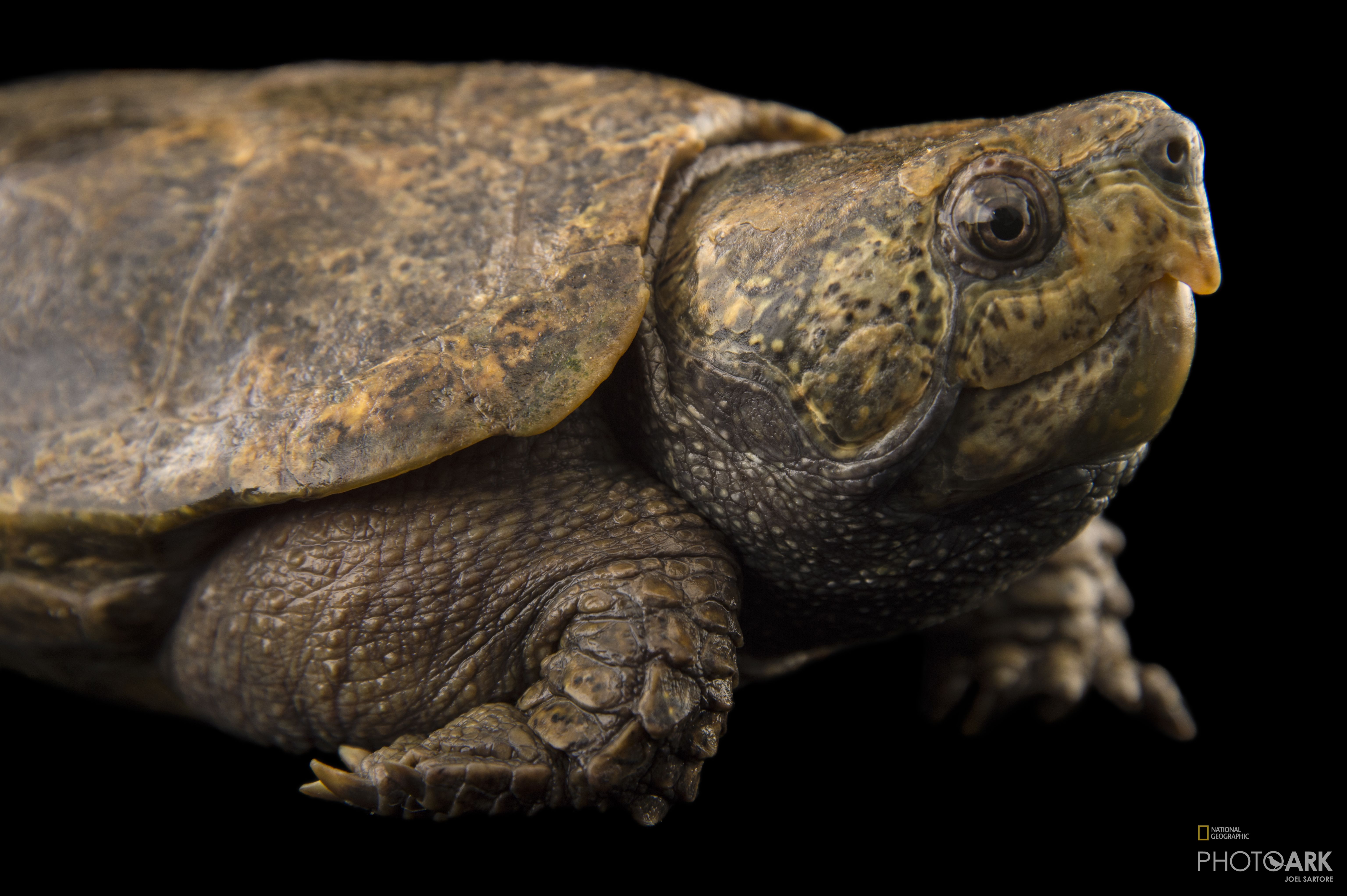 Photo Ark Home Endangered Big Headed Turtle National Geographic Society