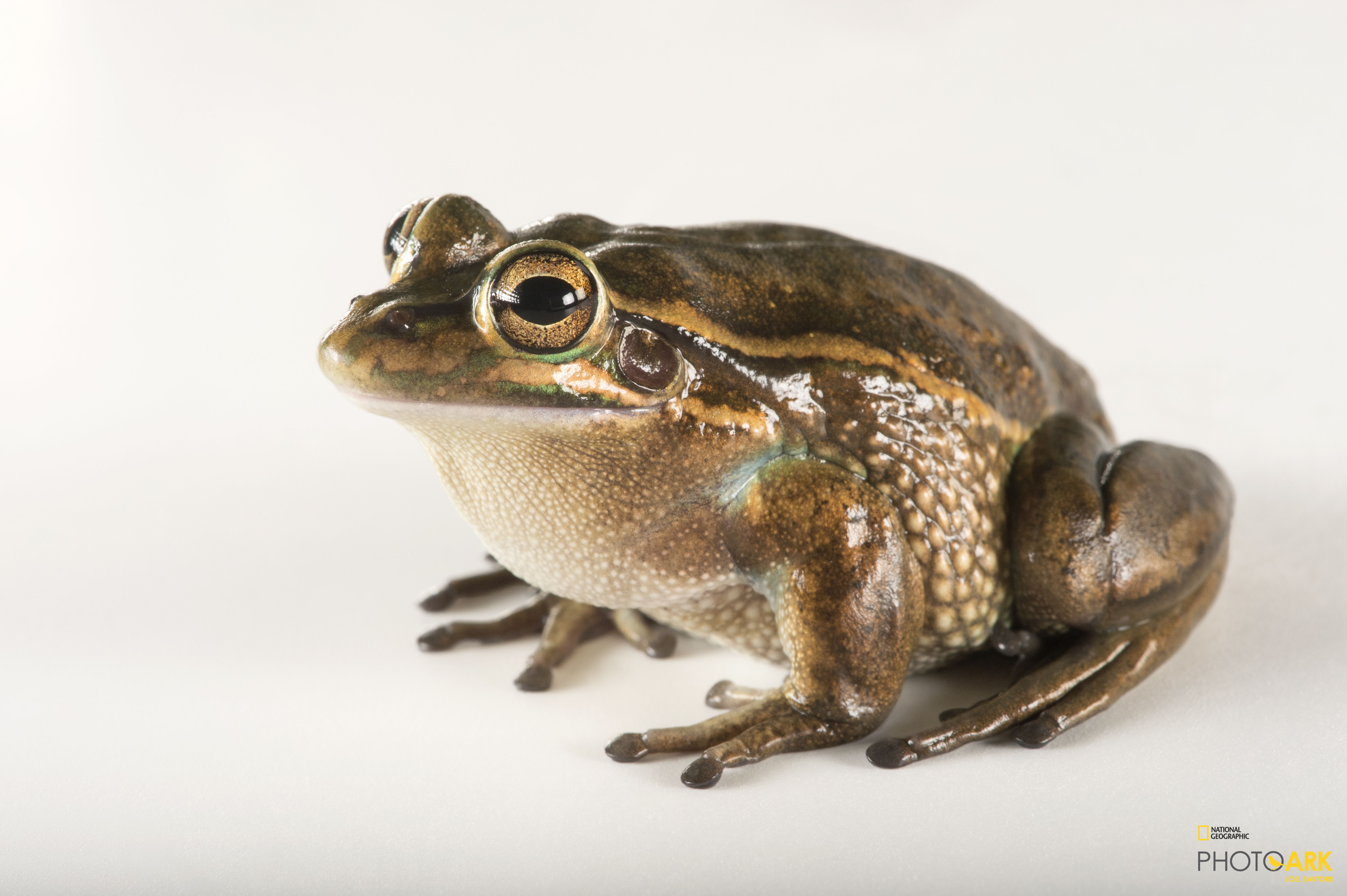 Photo Ark Home Vulnerable Green And Golden Bell Frog National