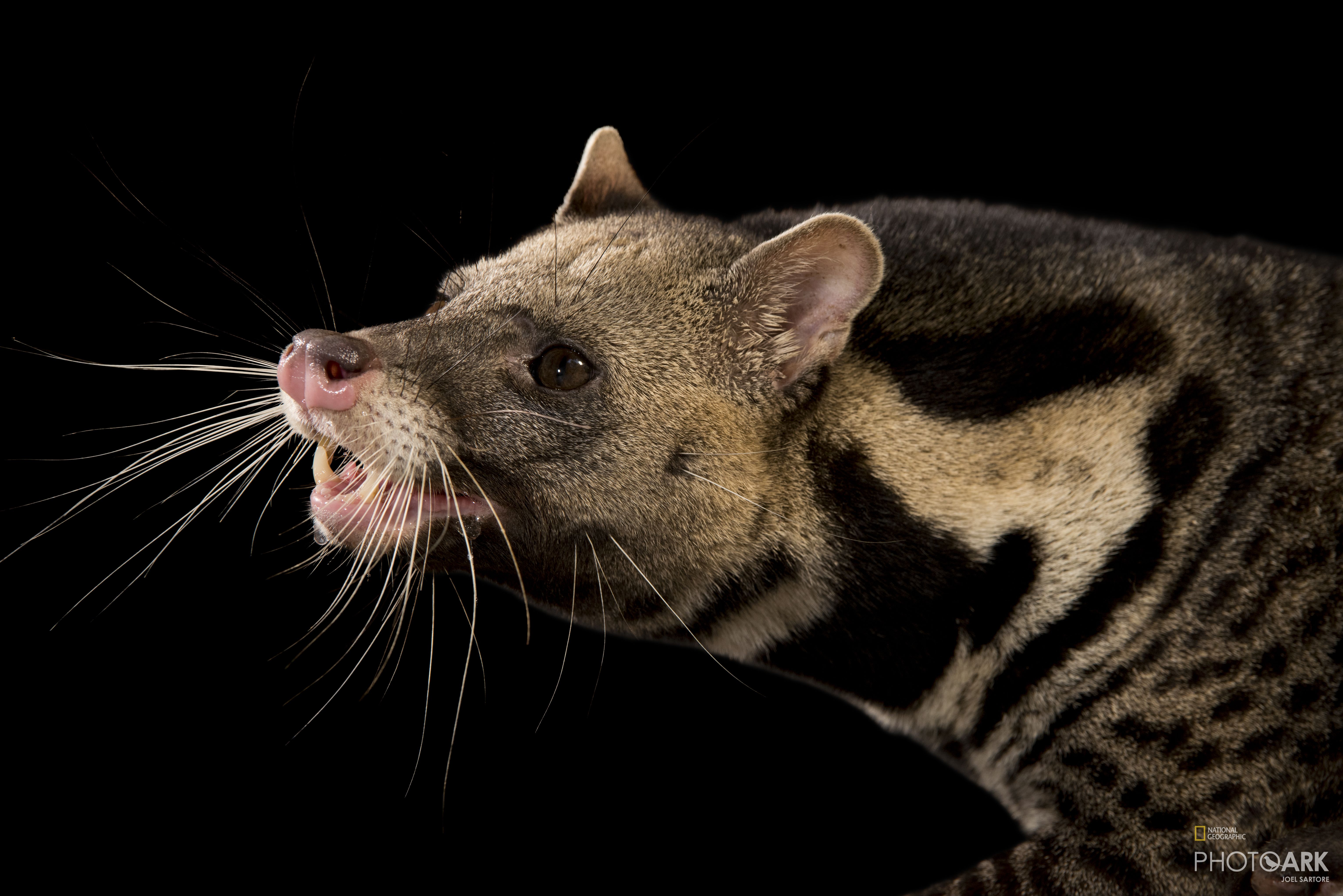 Photo Ark Home Great Indian Civet National Geographic Society