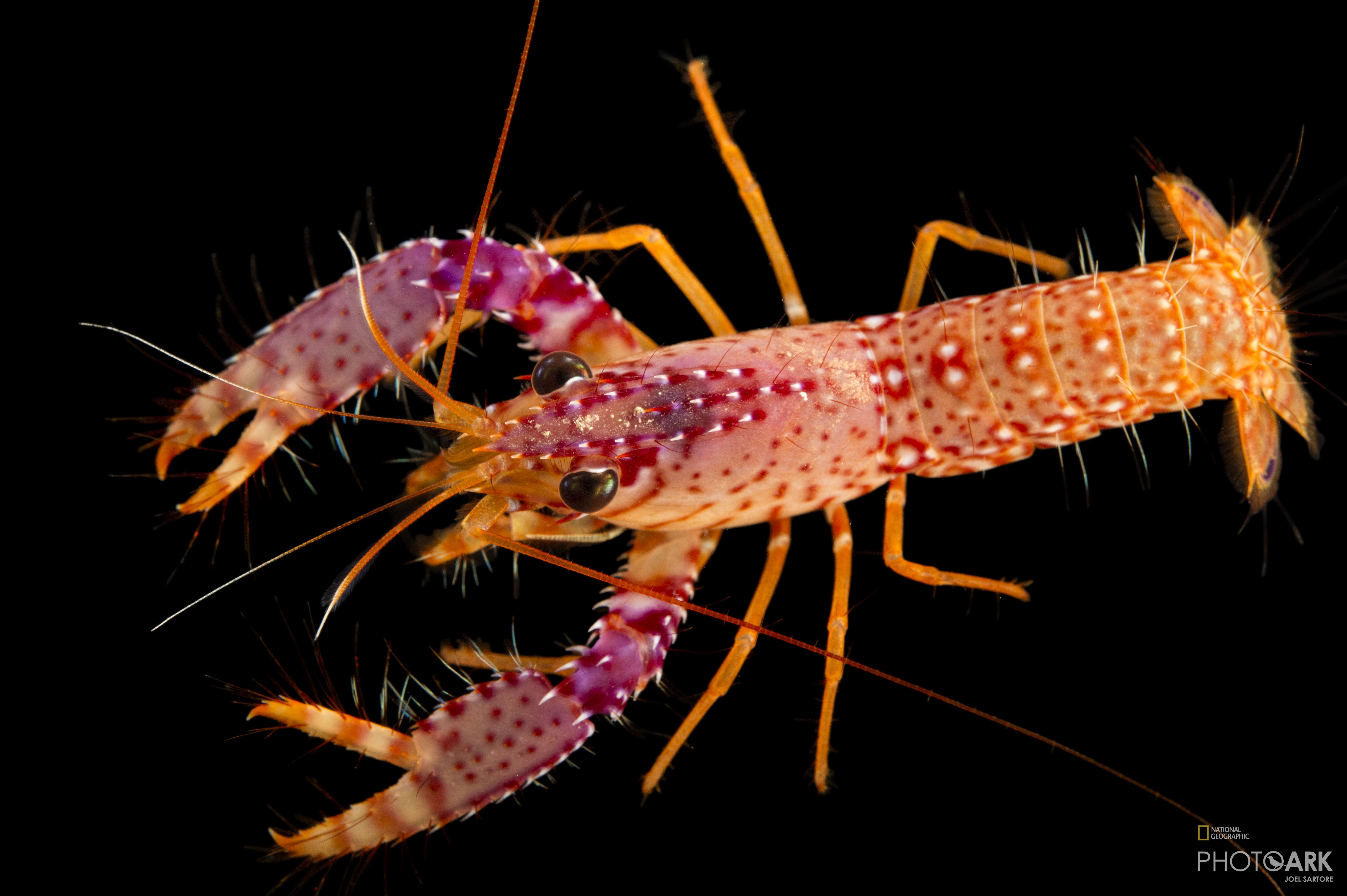 Photo Ark Home Violet Spotted Reef Lobster National Geographic Society