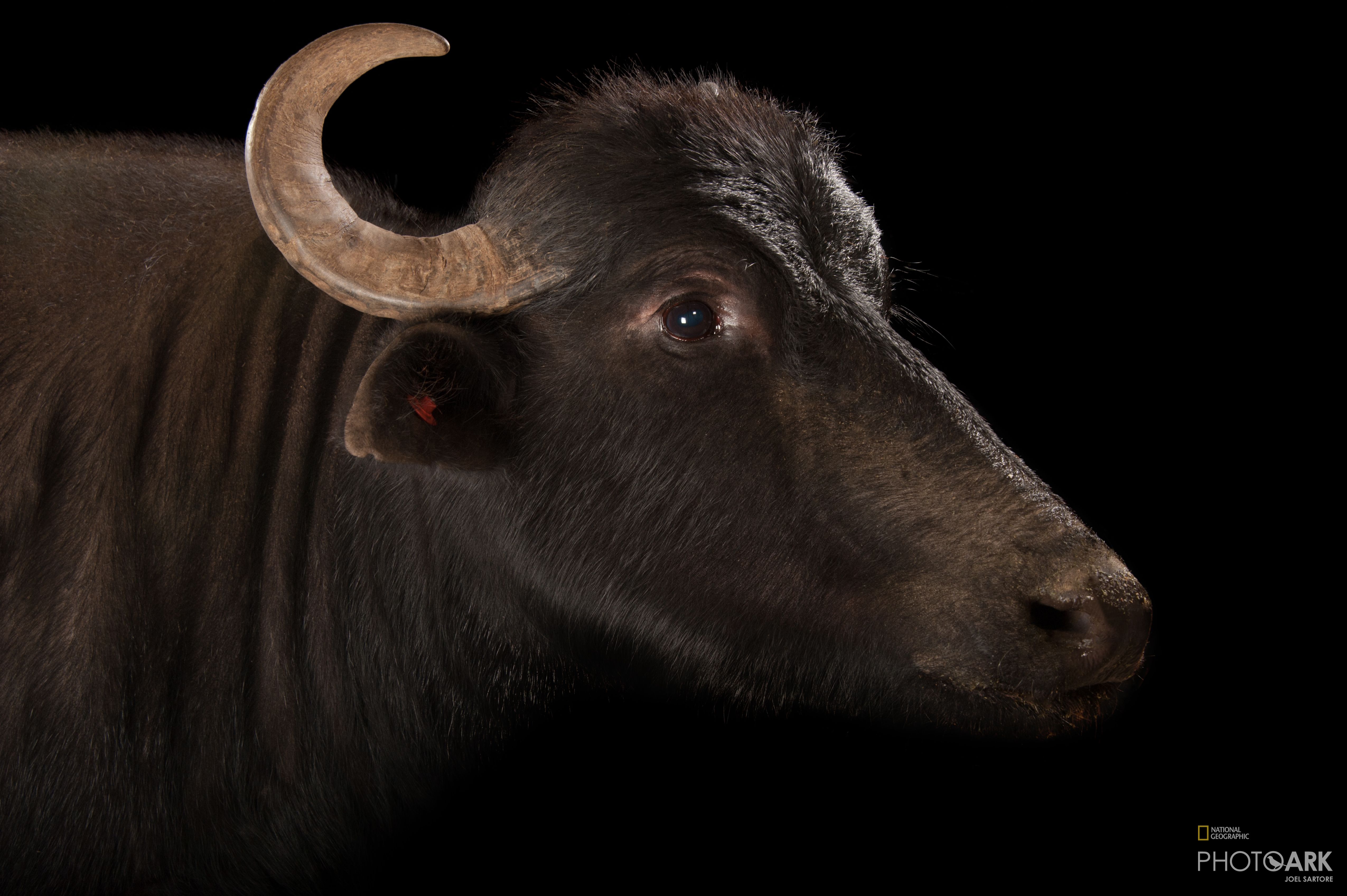 Photo Ark Home Water Buffalo National Geographic Society