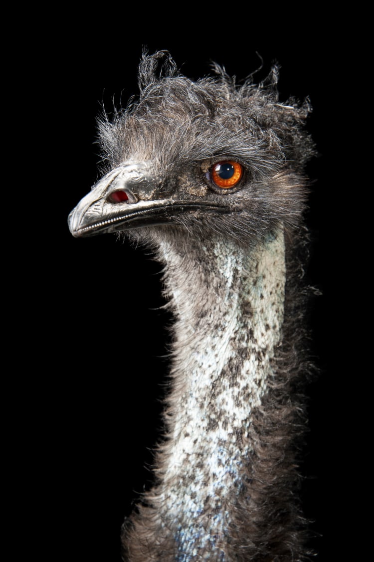 Photo Ark Home Emu | National Geographic Society