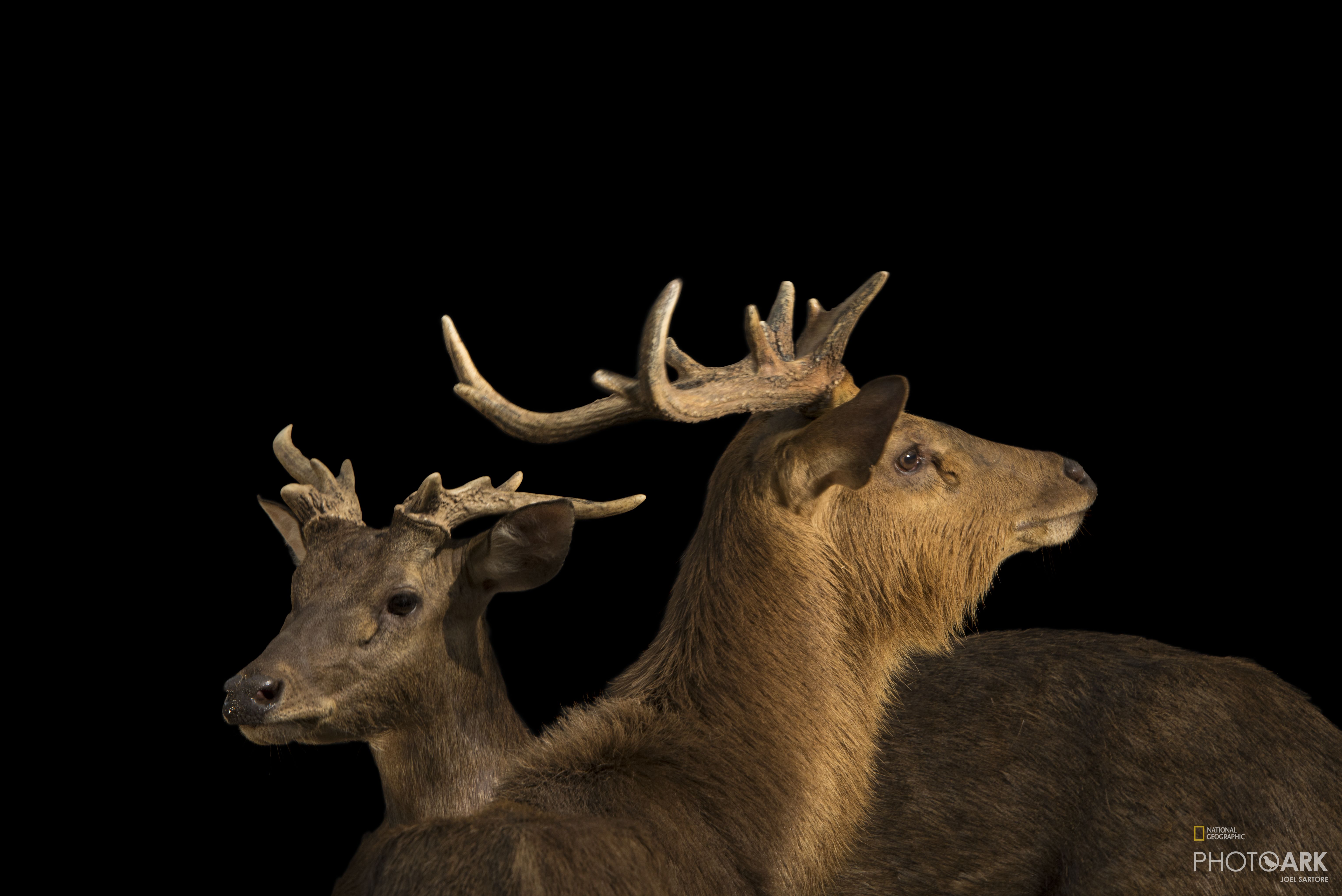 Photo Ark Home Javan Rusa Deer National Geographic Society Priests of the brazilian charity, if possible, visit salvador for worship, sacraments and fellowship with believers.