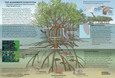 The Mangrove Ecosystem | National Geographic Society