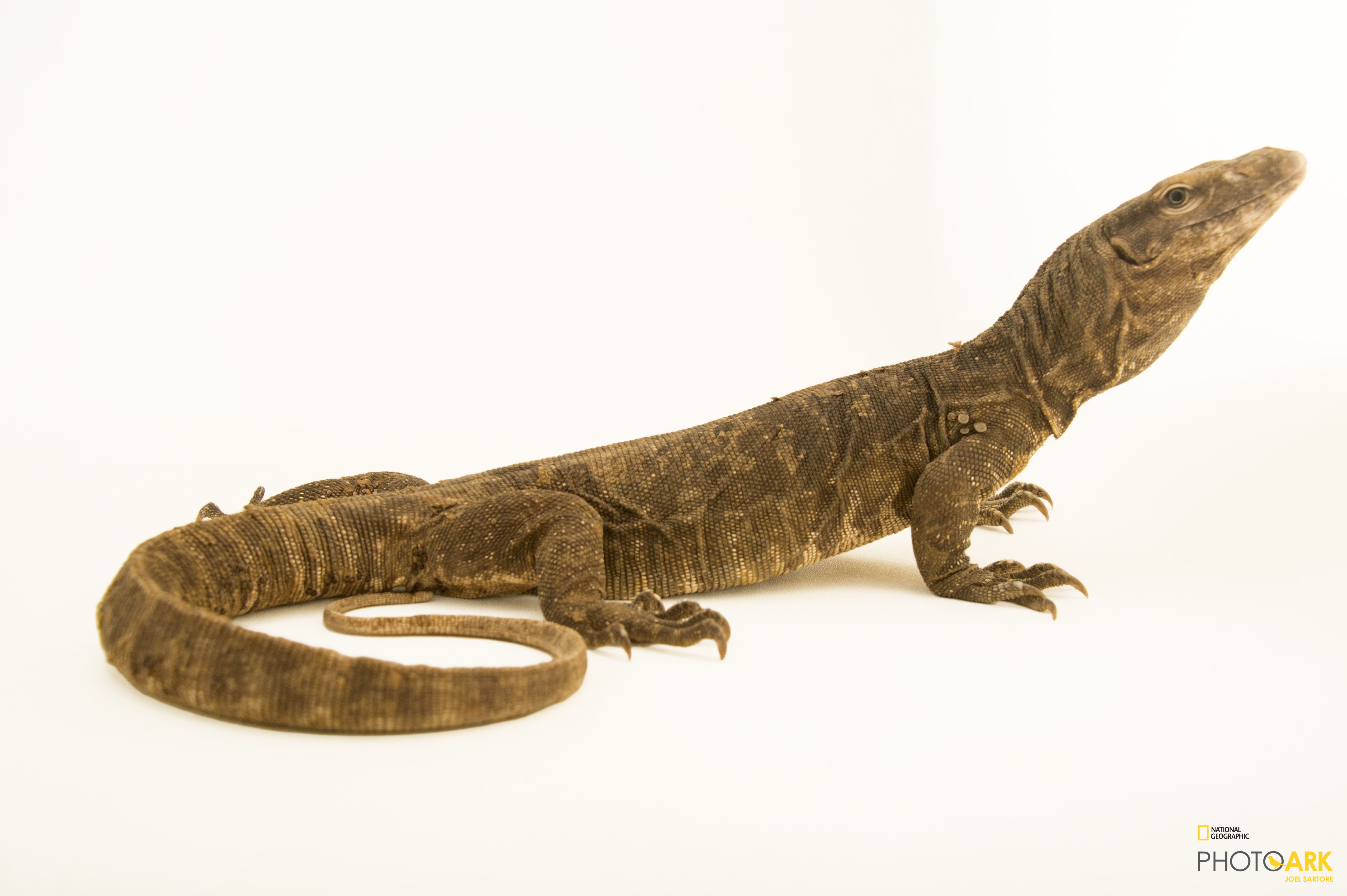 3840x2530-comodo-dragon-4k-images-and-pictures-monitor-lizard-water