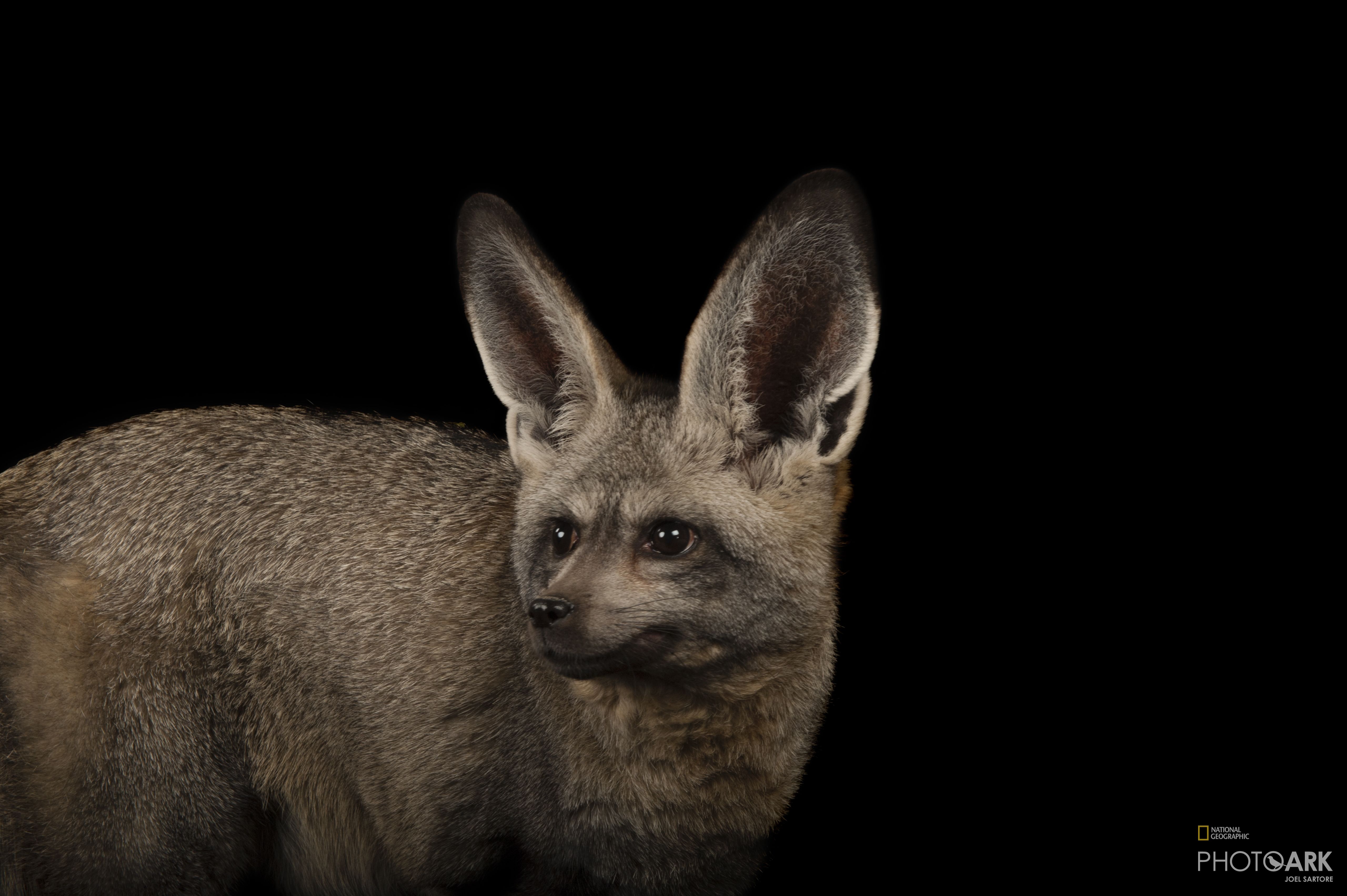 Photo Ark Home Bat-Eared Foxes | National Geographic Society