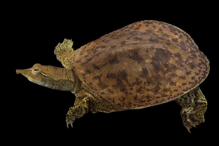 Photo Ark Home Pallid Spiny Softshell Turtle National Geographic Society 