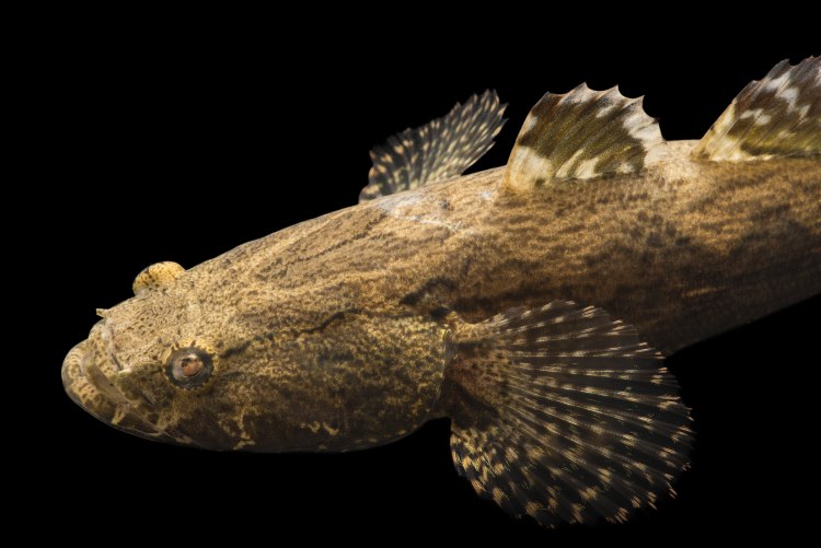Photo Ark Home Marble Goby National Geographic Society