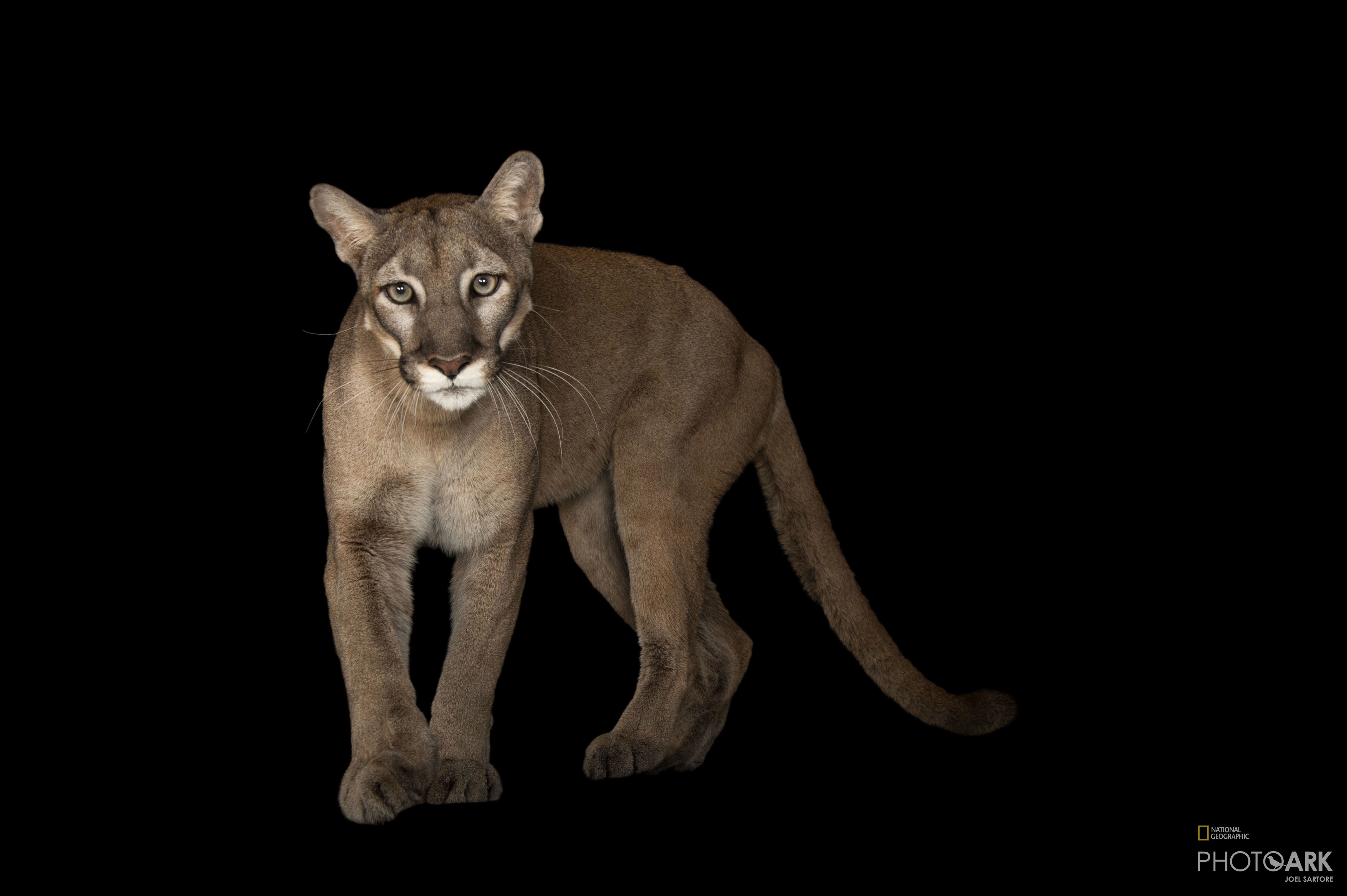 Photo Ark Home Federally Endangered Florida Panther | National Geographic  Society