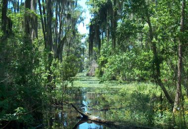 Swamp National Geographic Society Swamp National Geographic Society