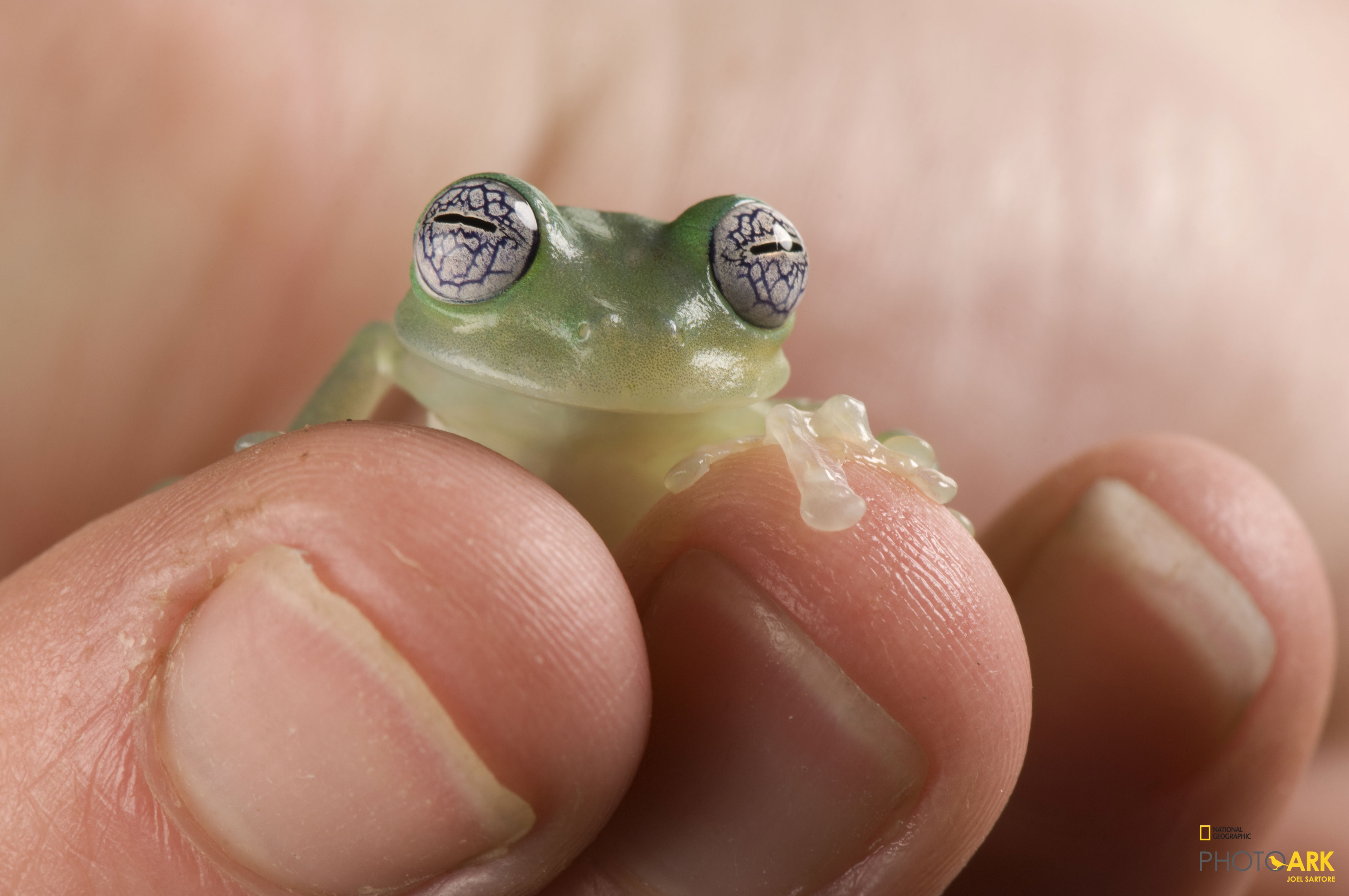 Photo Ark Home Limon Giant Glass Frog | National Geographic Society