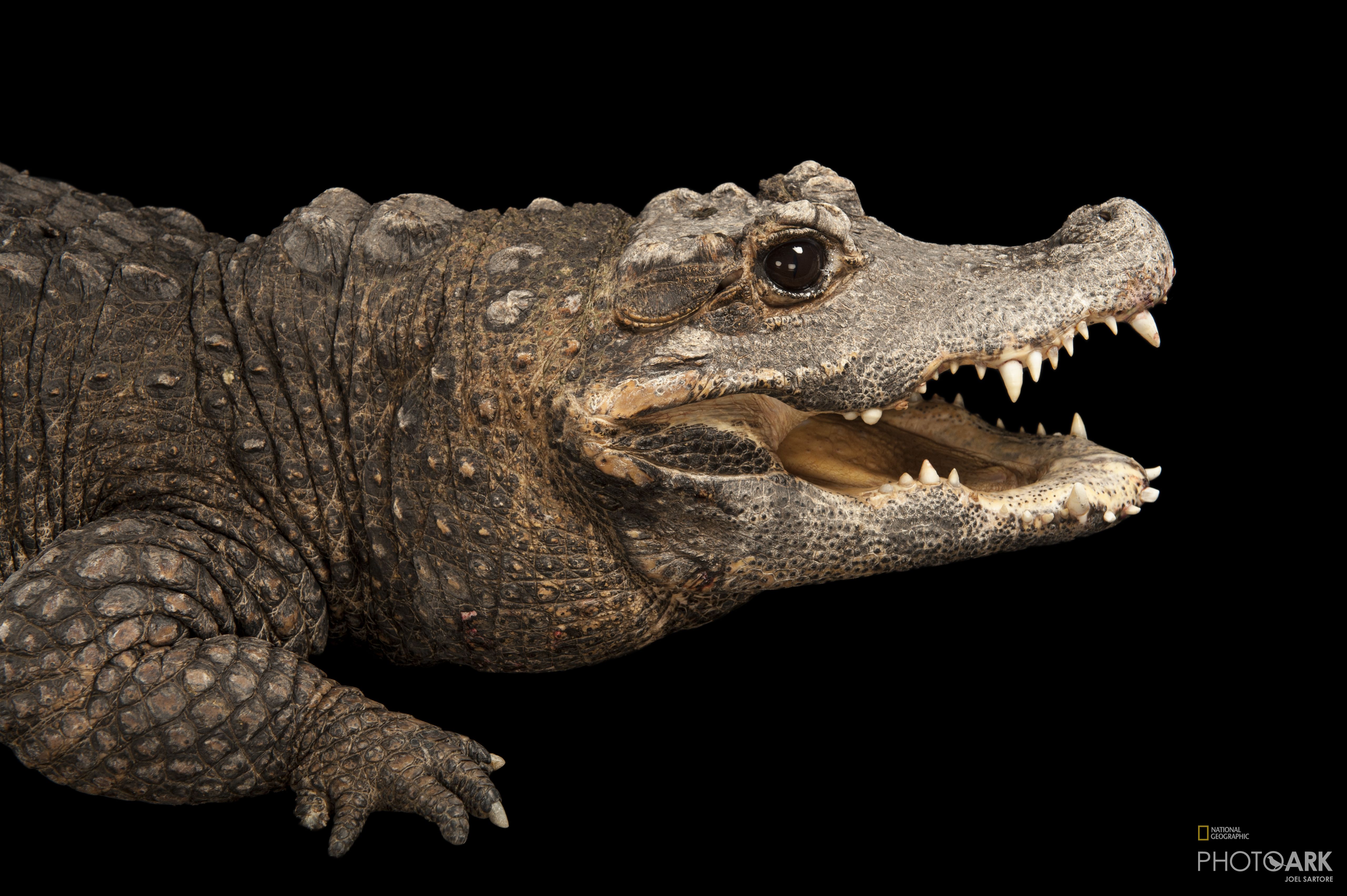 Photo Ark Home Female West African Dwarf Crocodile | National