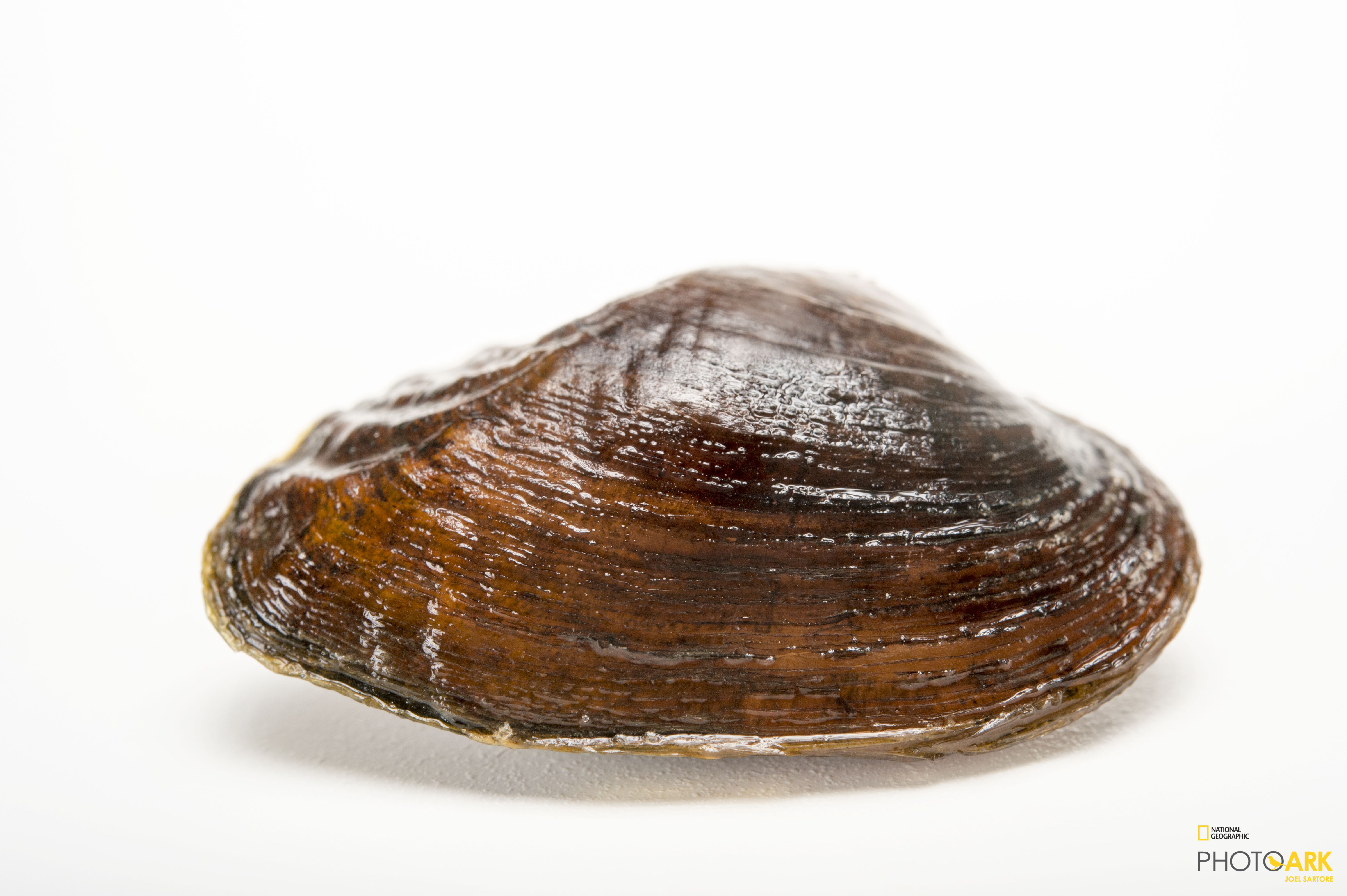 Photo Ark Home Suwannee Moccasinshell National Geographic Society