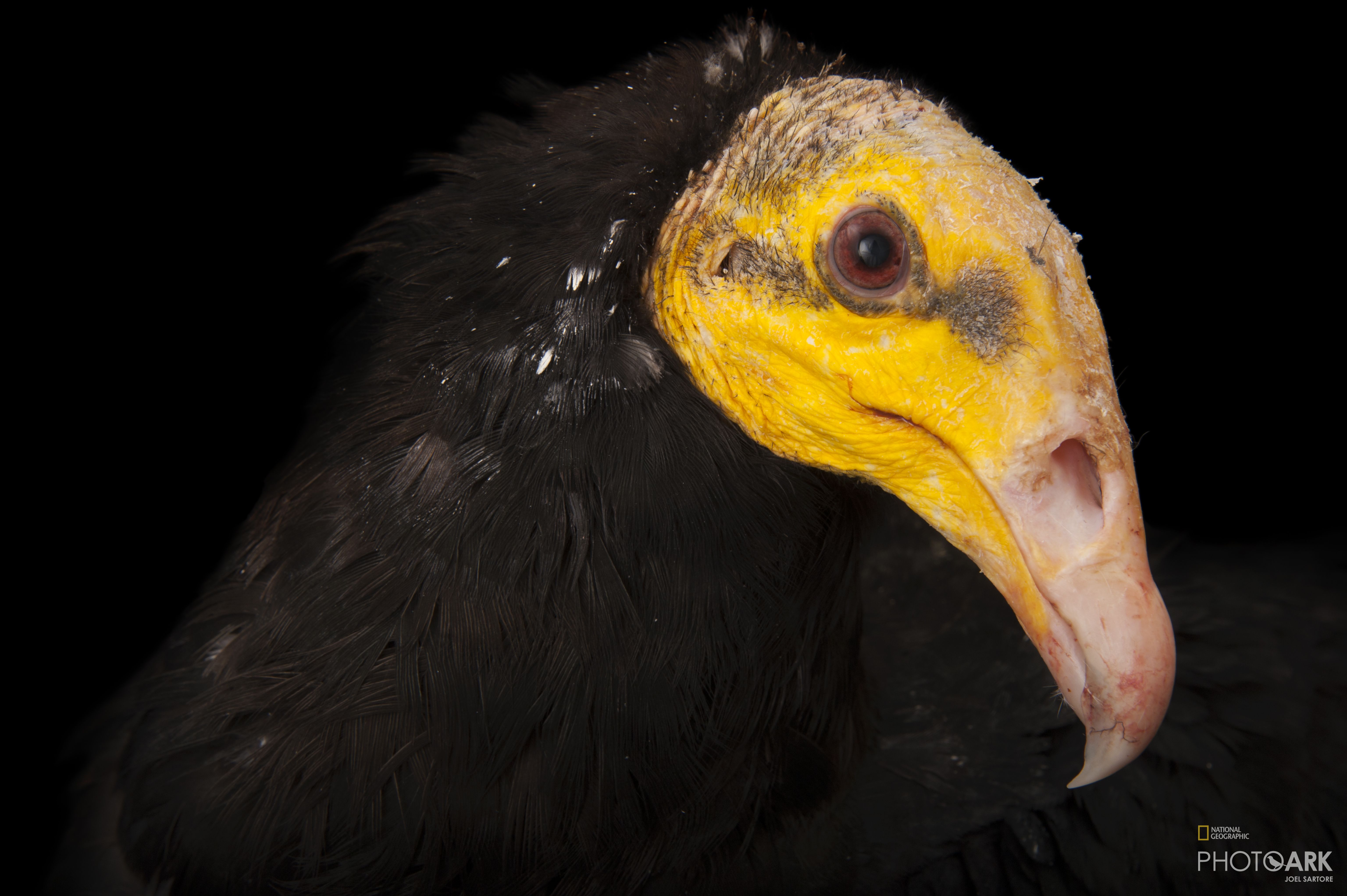 Photo Ark Home Greater Yellow Headed Vulture National Geographic Society