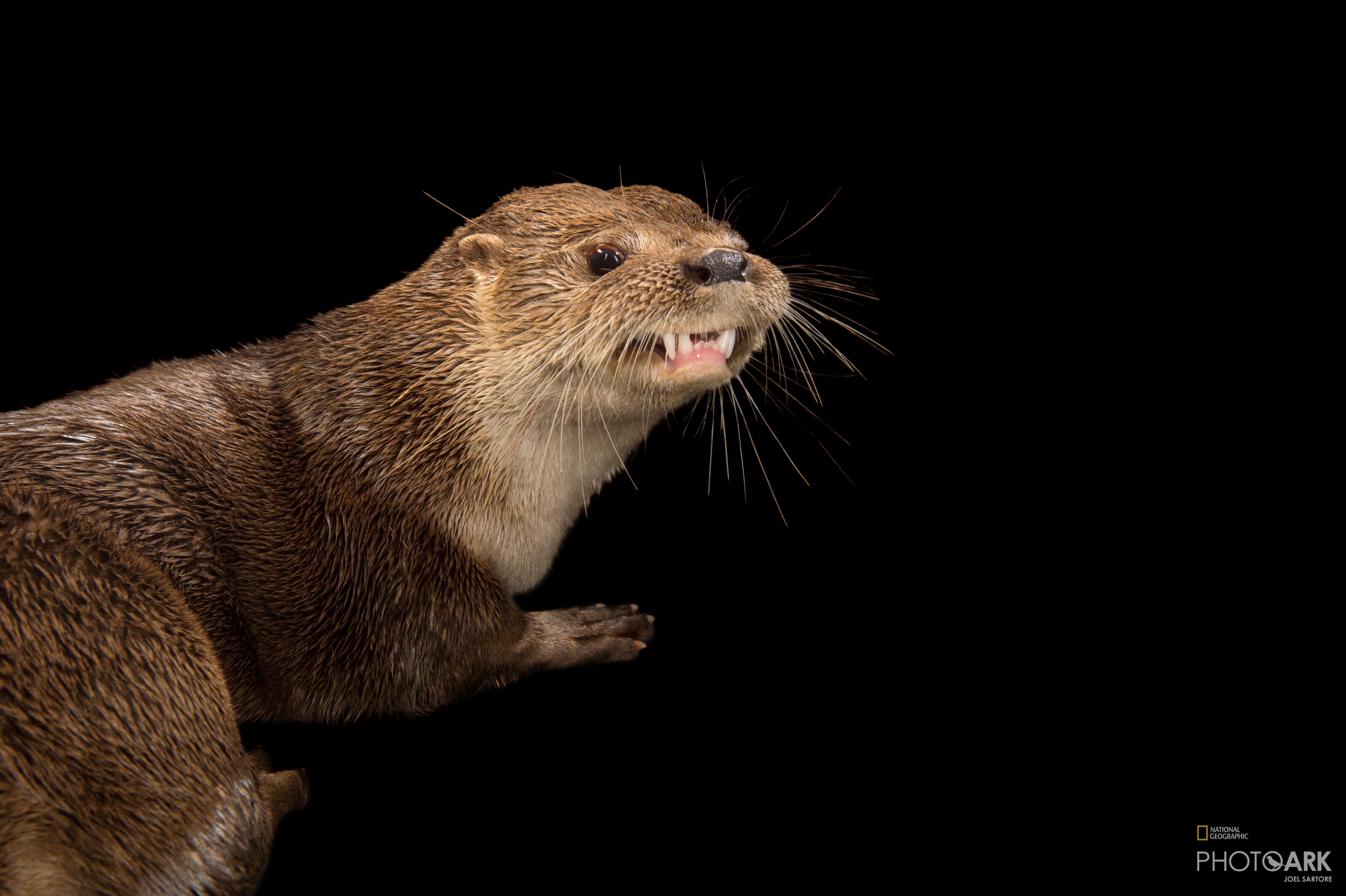 Photo Ark Home Female Neotropical River Otter | National Geographic Society