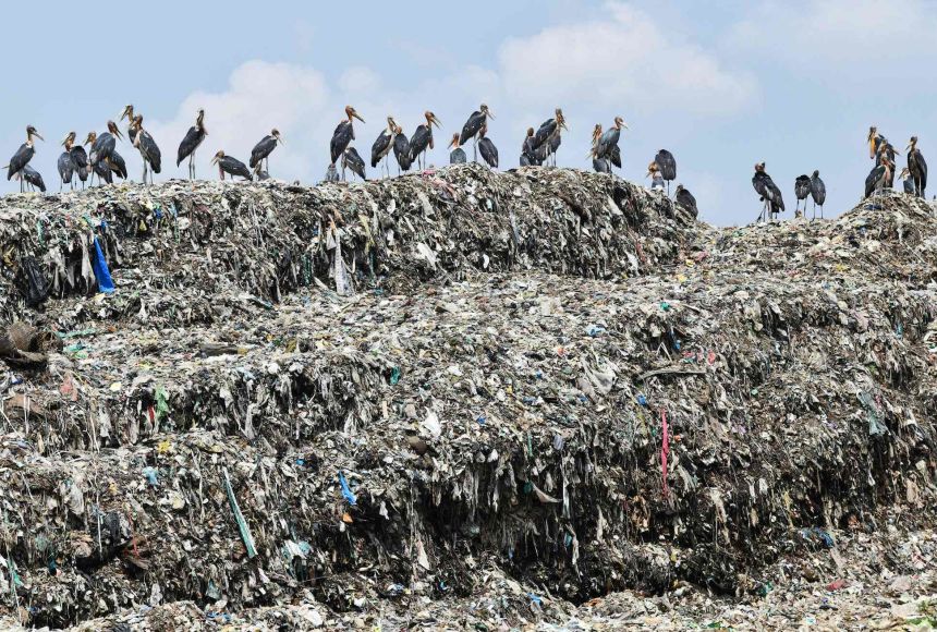 Storks sitting on top of a landfill in Guwahati