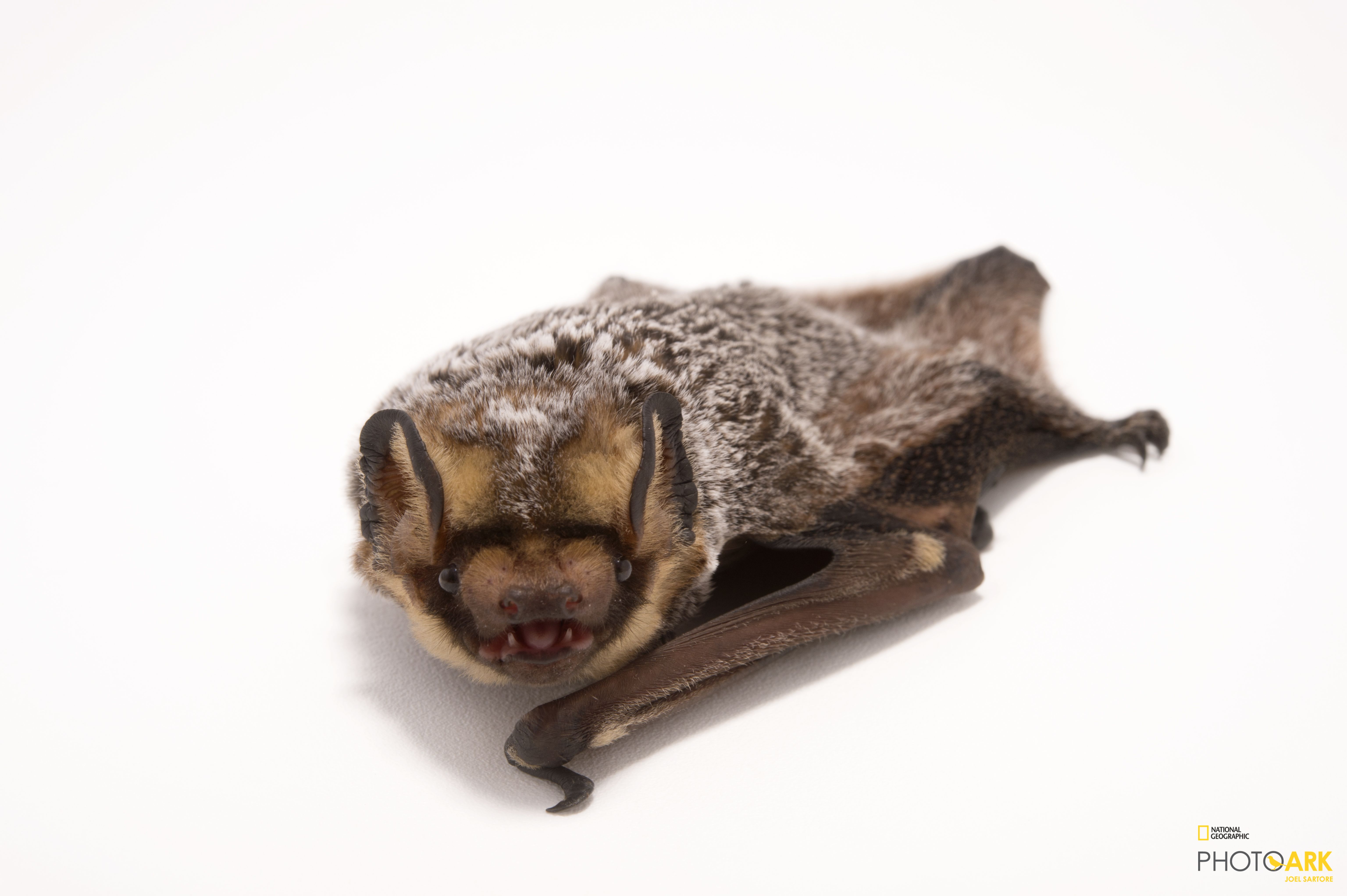 Photo Ark Home Hoary Bat National Geographic Society