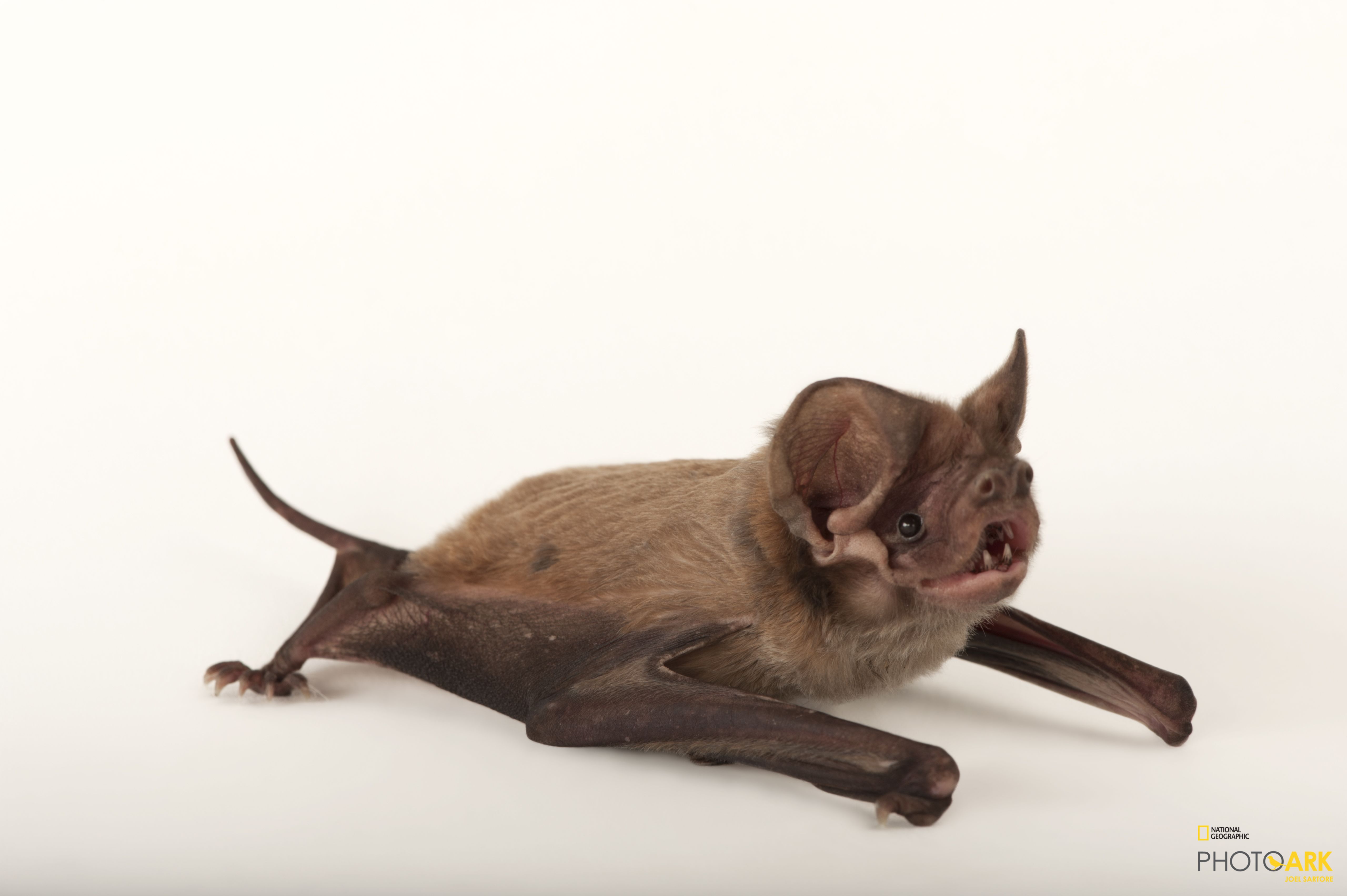 Photo Ark Home Critically Endangered Florida Bat National
